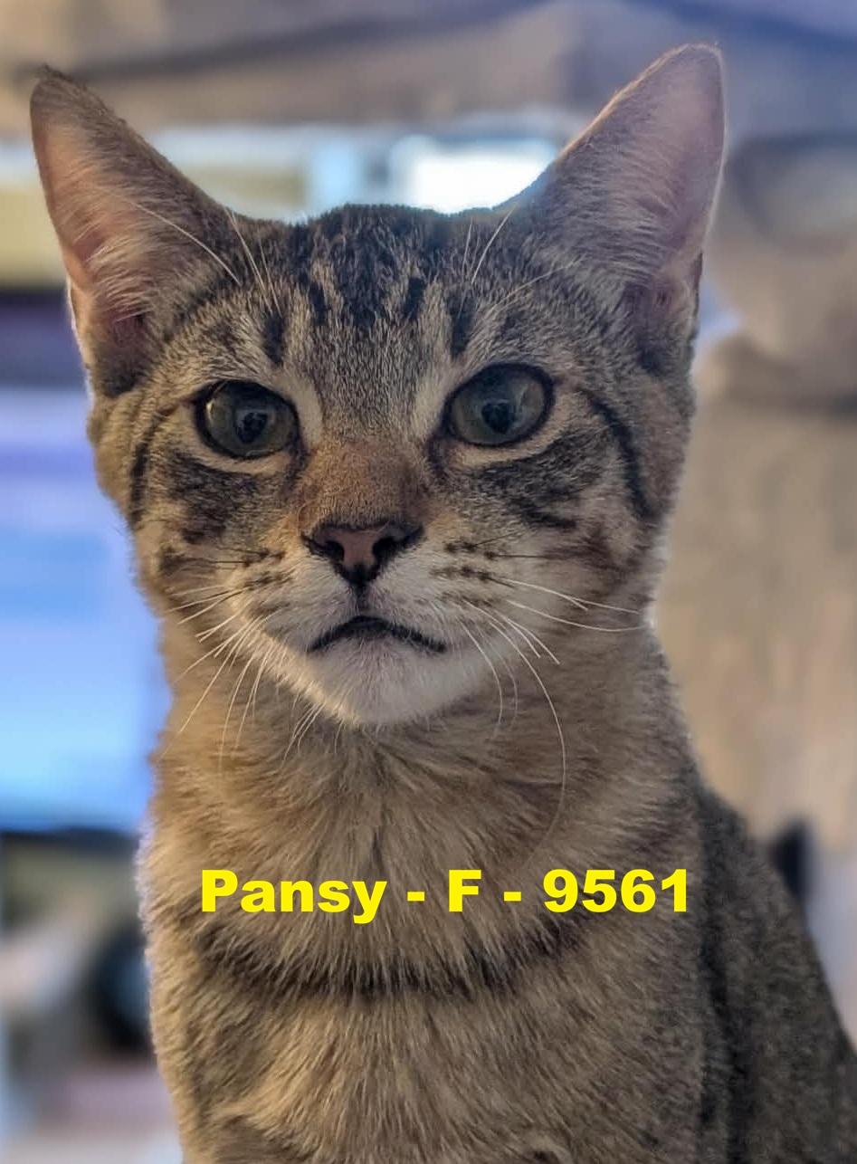 Enlarge Pansy, a ADOPTABLE Domestic Short Hair in Weatherford, TX image 1/1