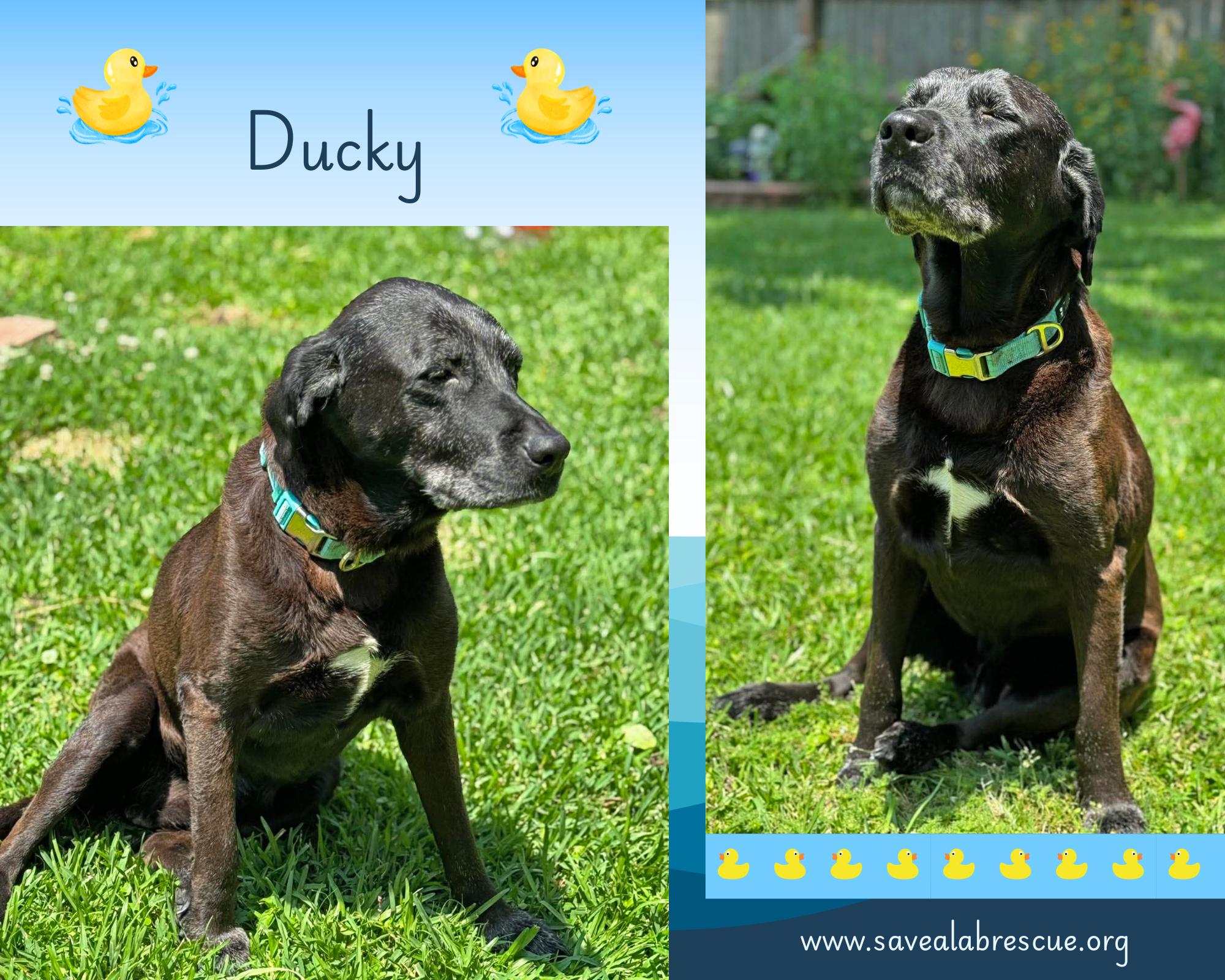 Ducky, ADOPTABLE, Senior Female Labrador Retriever.