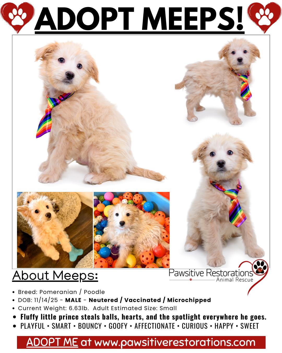 MEEPS!, a Adoptable mixed breed in Aurora, CO image 2/4