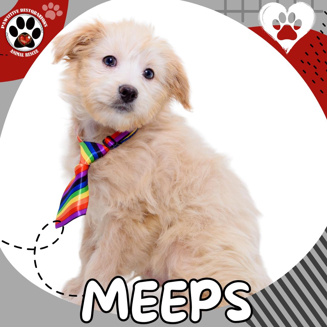 MEEPS!, a Adoptable mixed breed in Aurora, CO image 1/4