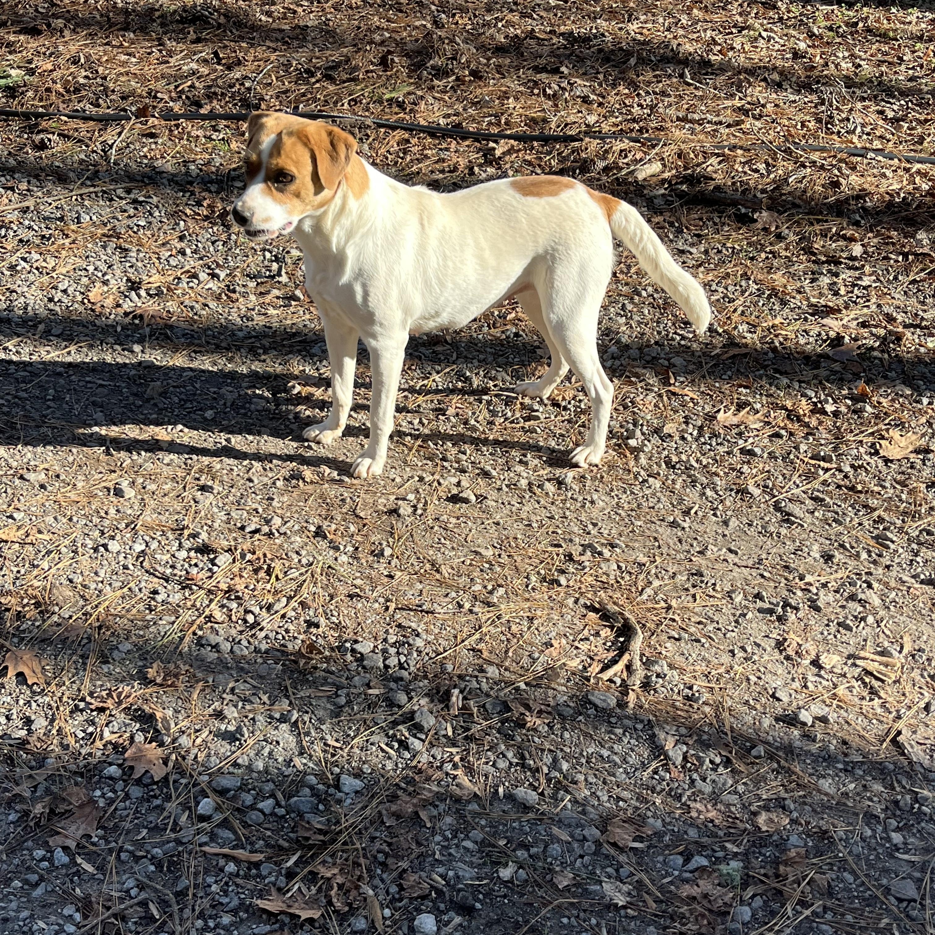 Kiyah, a Adoptable mixed breed in Rock Hill, SC image 3/5