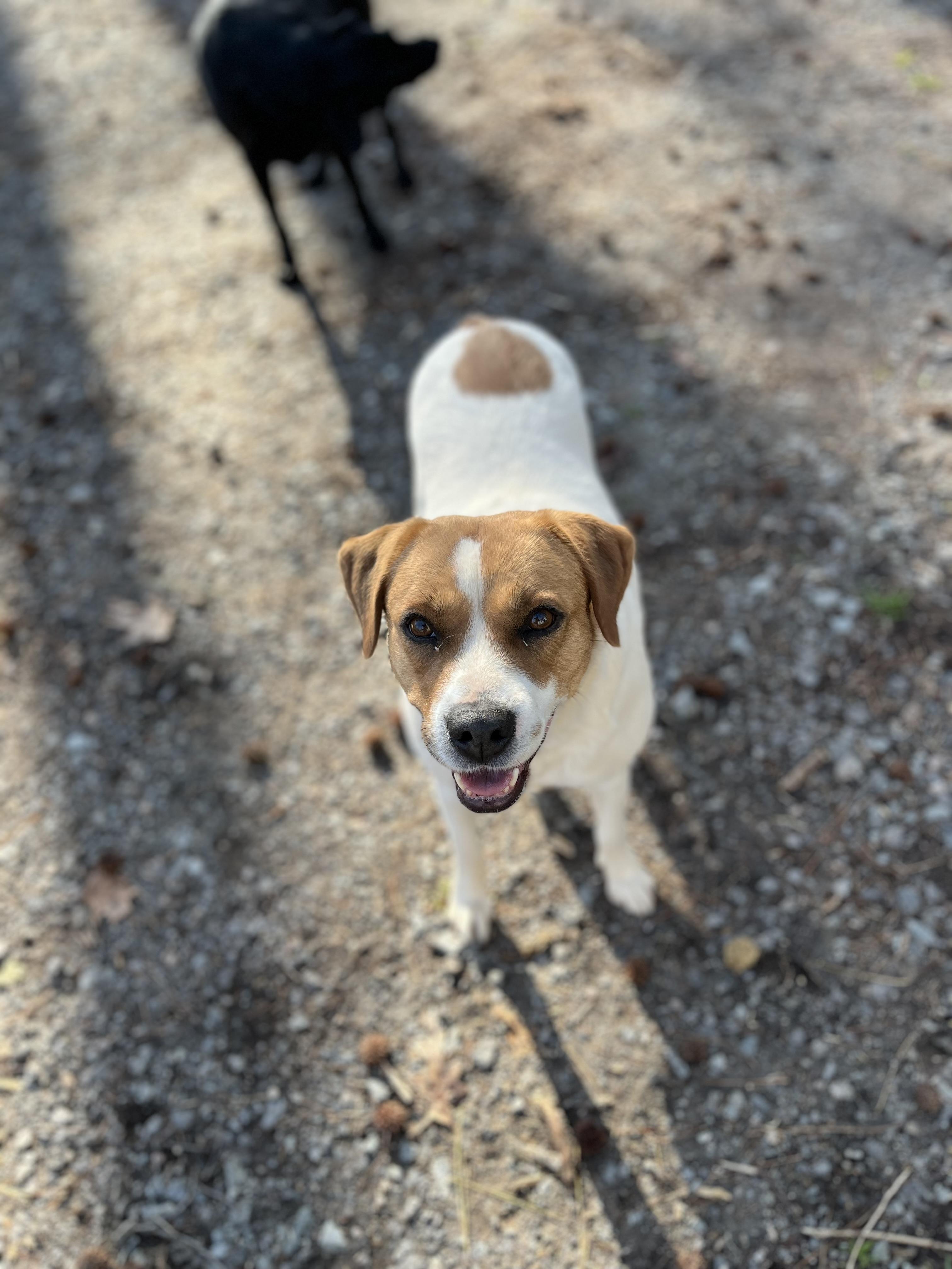 Kiyah, Adoptable, Adult Female Labrador Retriever.