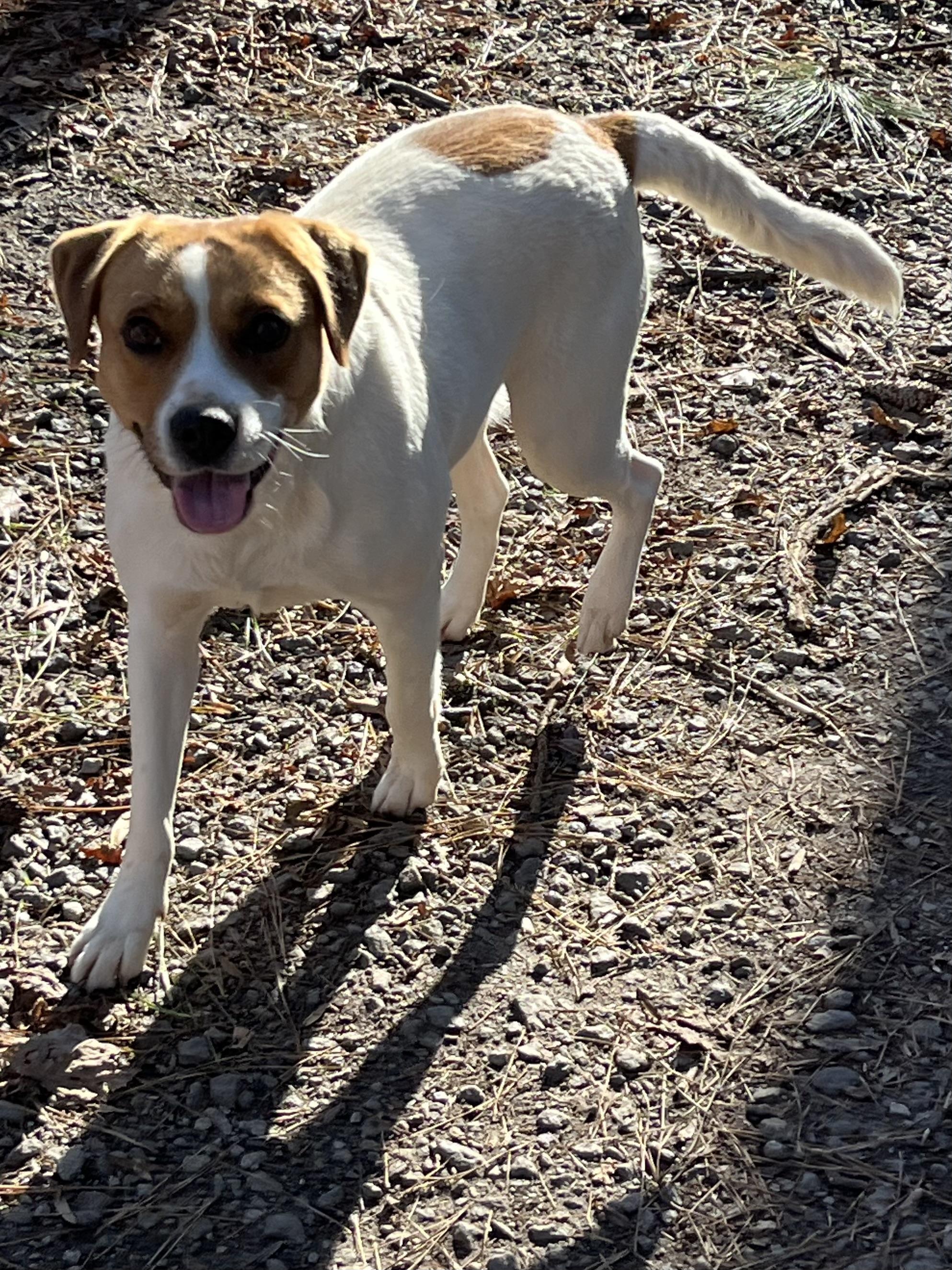 Kiyah, a Adoptable mixed breed in Rock Hill, SC image 4/5