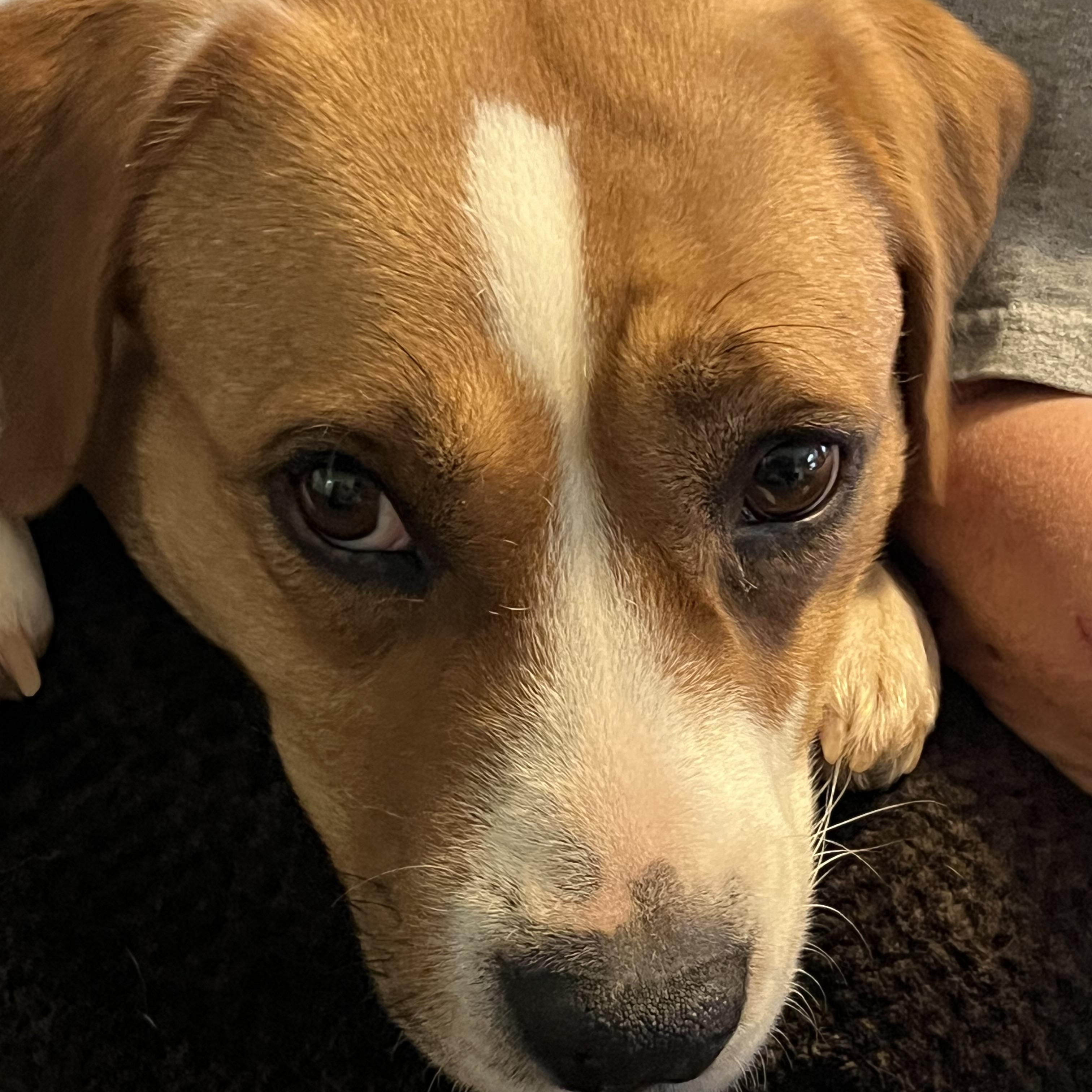 Kiyah, a Adoptable mixed breed in Rock Hill, SC image 2/5