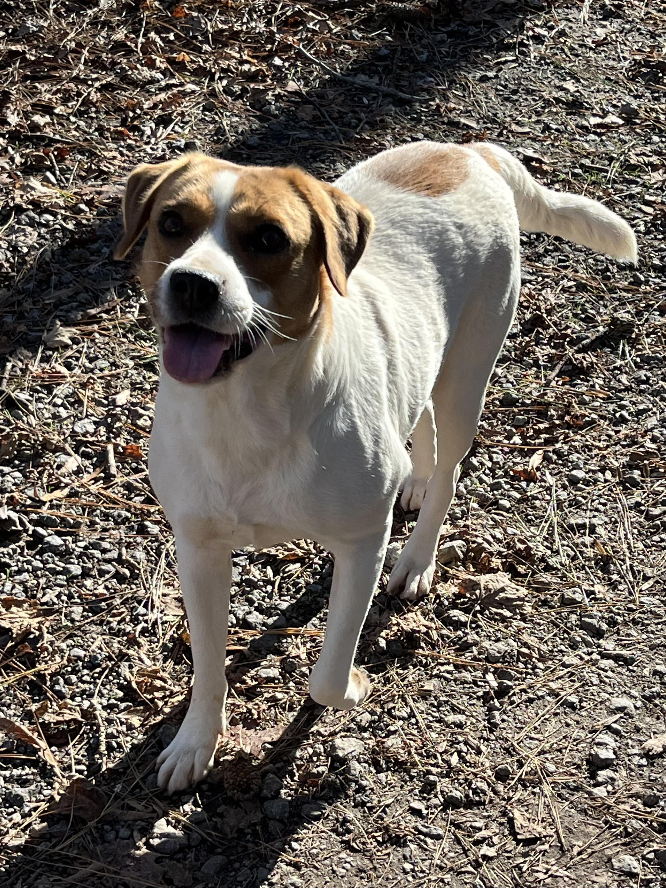 Kiyah, a Adoptable mixed breed in Rock Hill, SC image 5/5