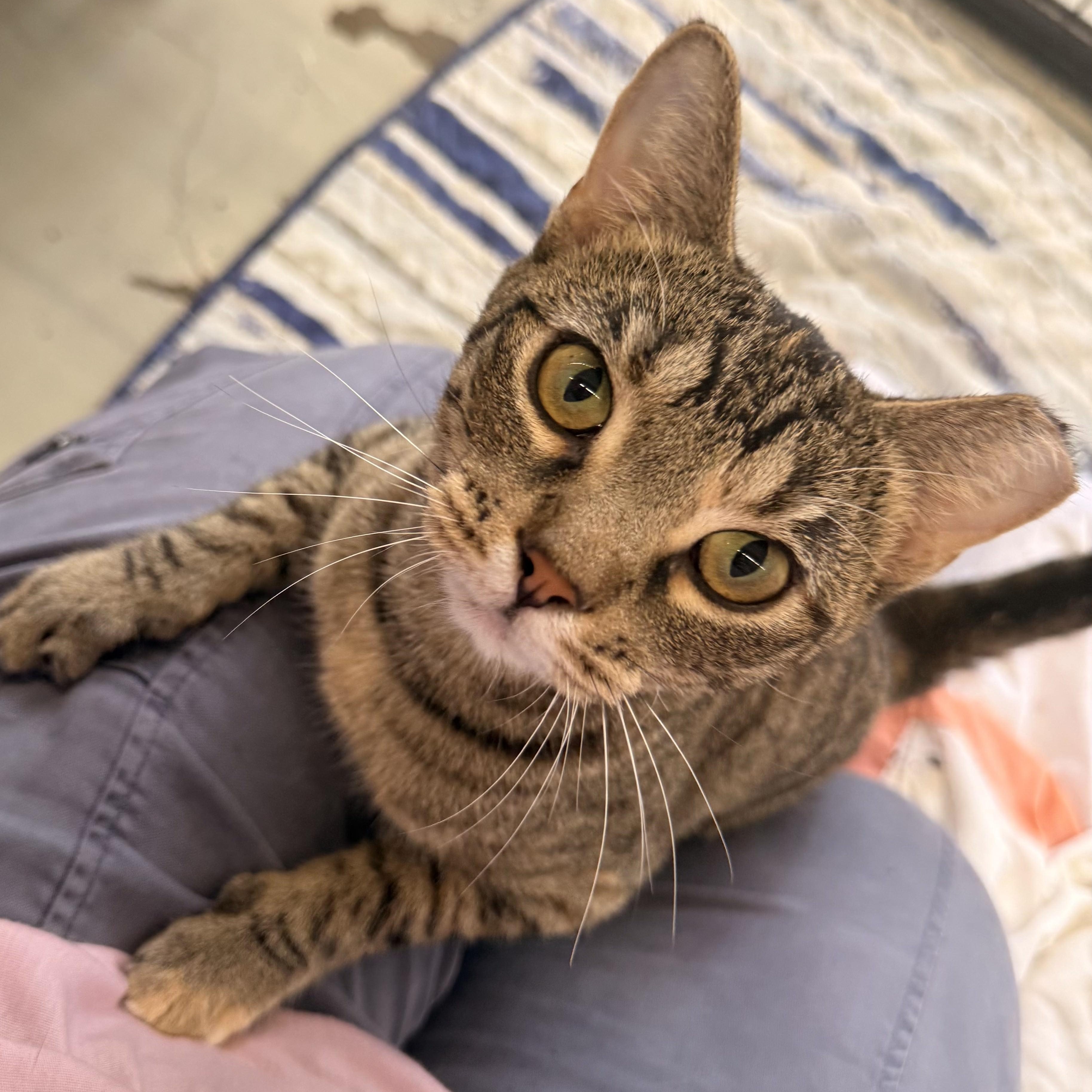 Dee Dee, ADOPTABLE, Young Female Domestic Short Hair.