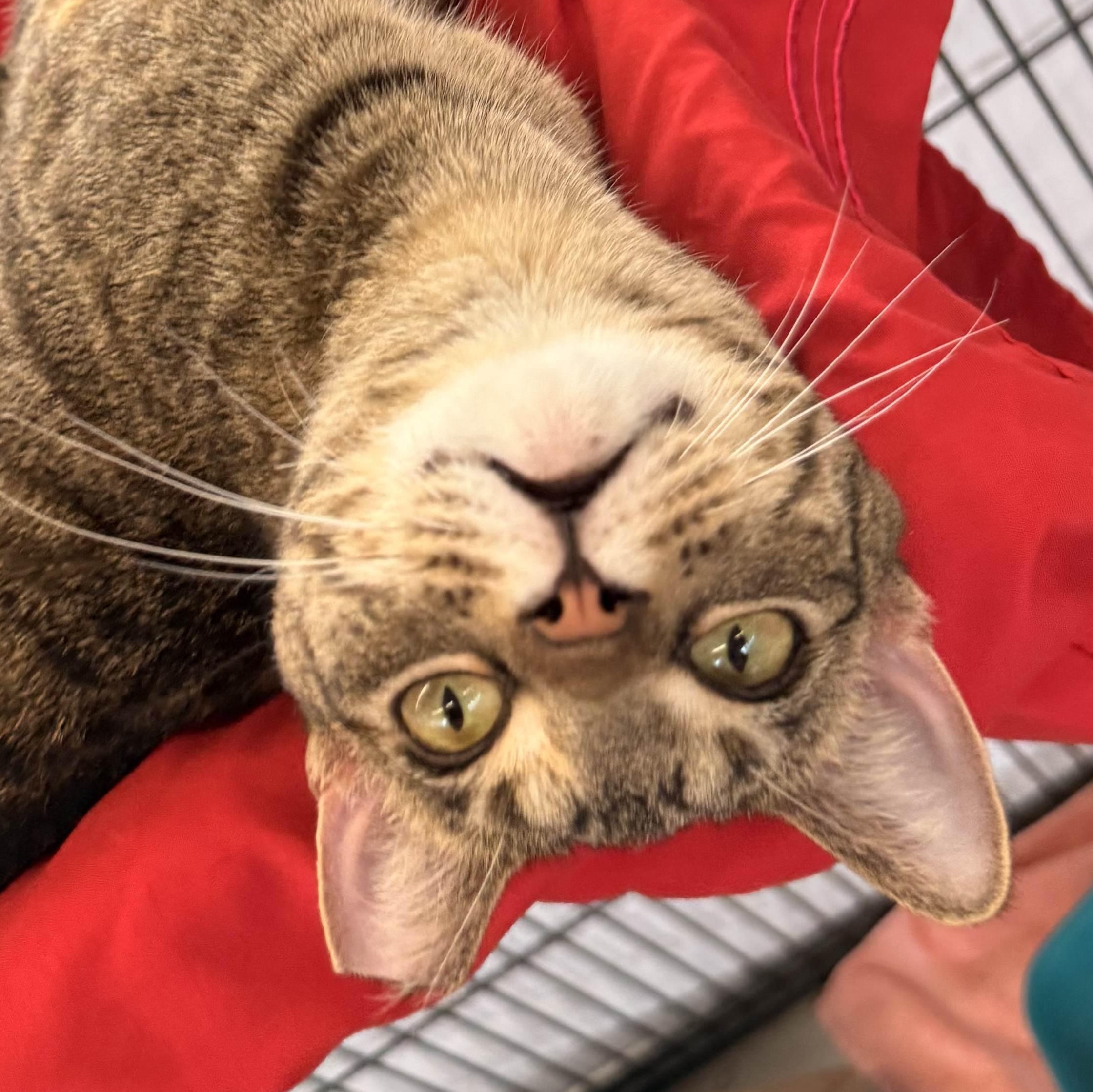 Enlarge Dee Dee, a ADOPTABLE Domestic Short Hair in St. Louis, MO image 4/4