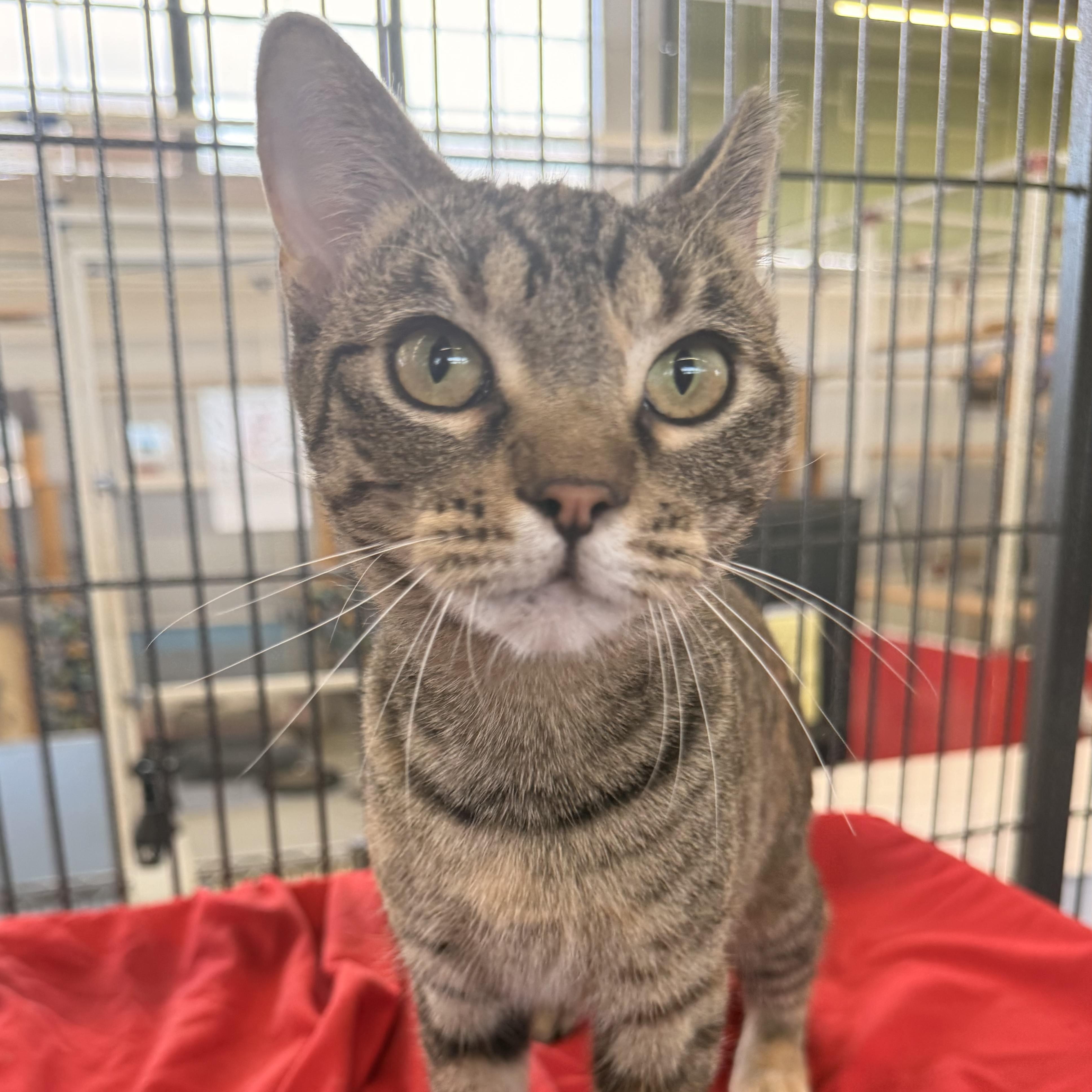 Enlarge Dee Dee, a ADOPTABLE Domestic Short Hair in St. Louis, MO image 3/4