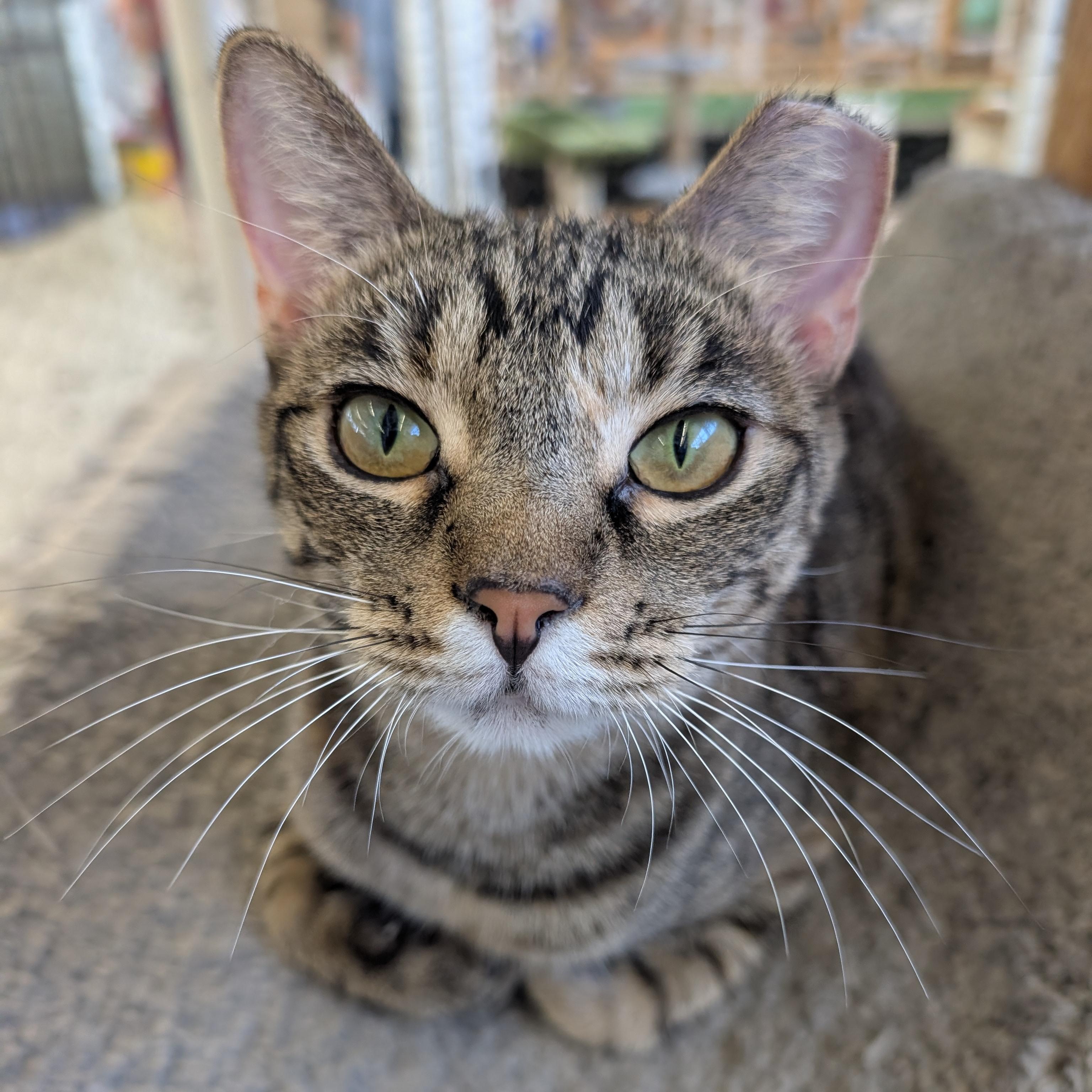 Enlarge Dee Dee, a Adoptable Domestic Short Hair in St. Louis, MO image 2/5