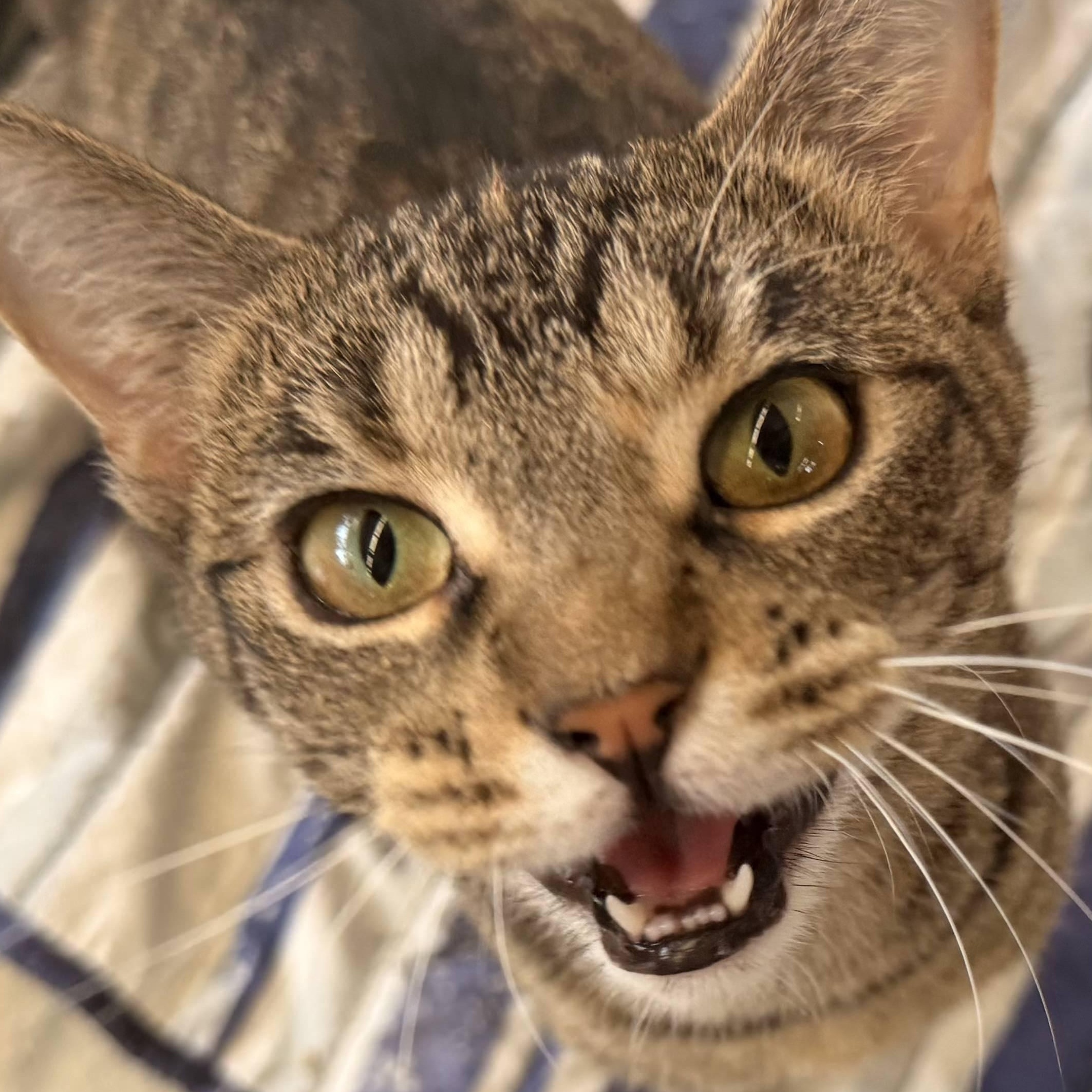 Dee Dee, Adoptable, Young Female Domestic Short Hair.