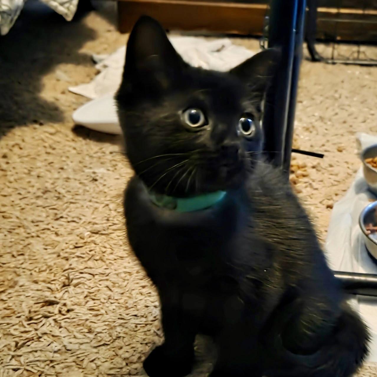 Licorice, Adoptable, Kitten Male Domestic Short Hair.