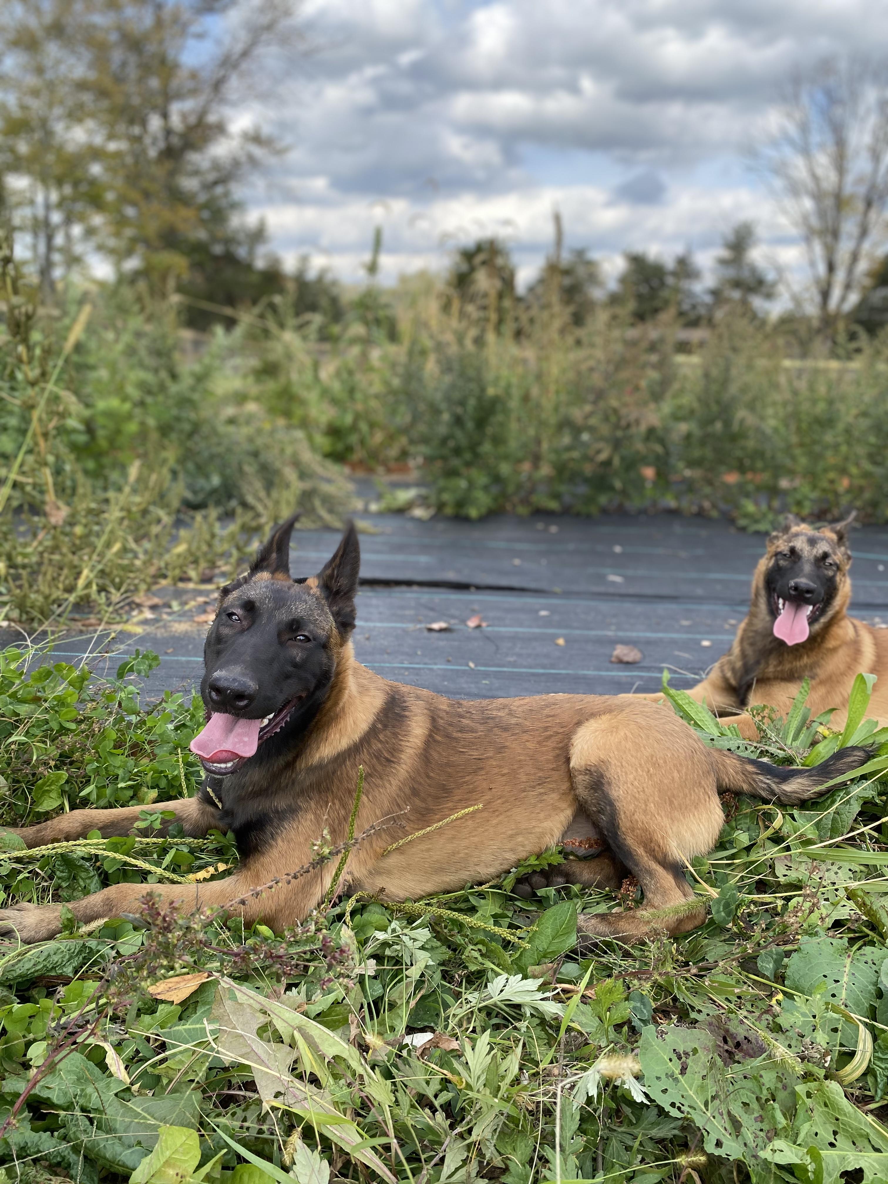 Enlarge Blue Jay, a Adopted Belgian Shepherd / Malinois in Ewing, NJ image 2/6