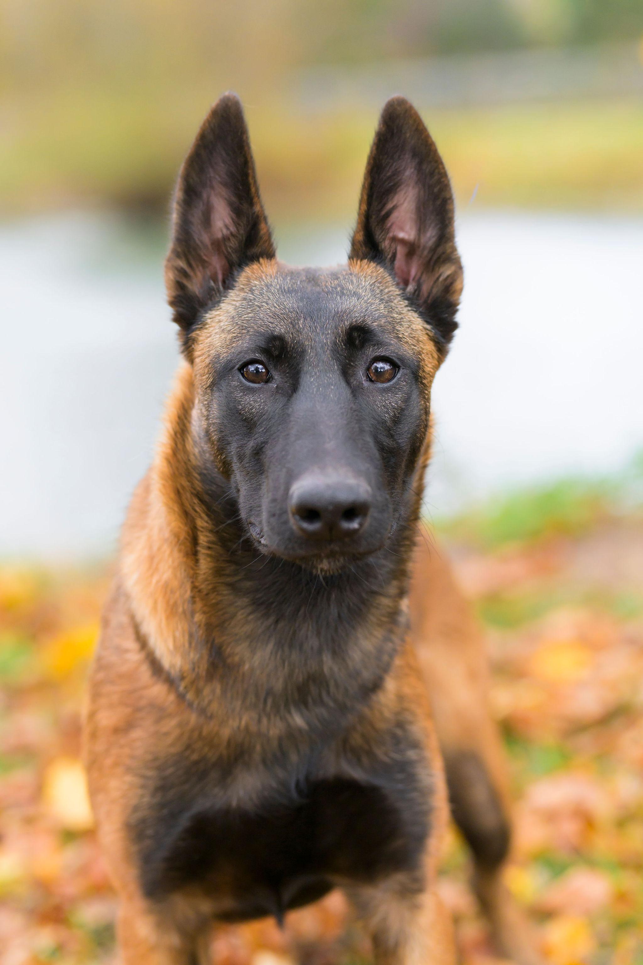 Blue Jay, Adopted, Young Female Belgian Shepherd / Malinois.