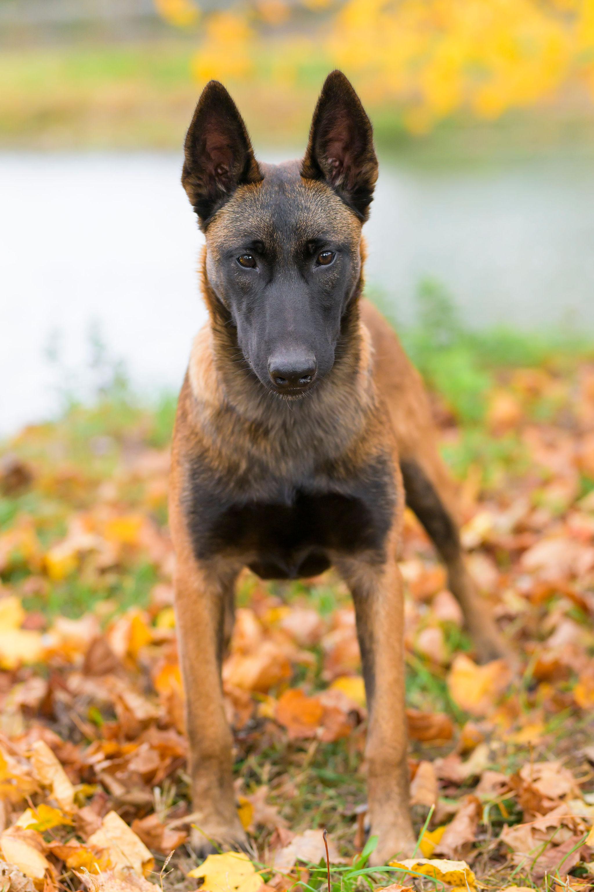 Enlarge Blue Jay, a Adopted Belgian Shepherd / Malinois in Ewing, NJ image 5/6