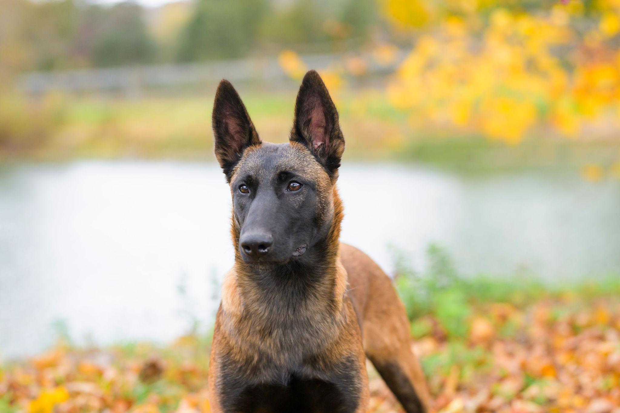 Enlarge Blue Jay, a Adopted Belgian Shepherd / Malinois in Ewing, NJ image 6/6