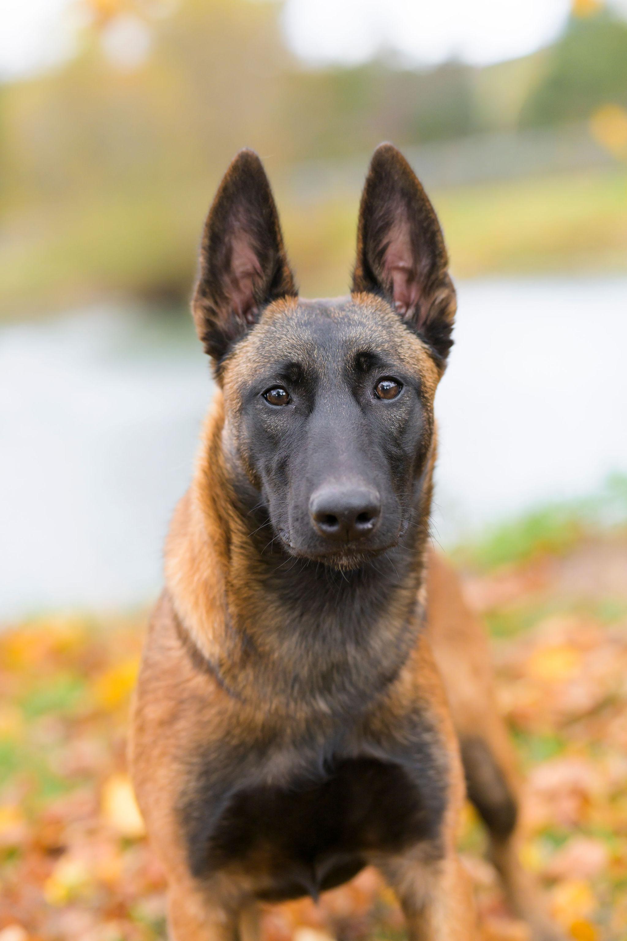 Enlarge Blue Jay, a Adopted Belgian Shepherd / Malinois in Ewing, NJ image 4/6