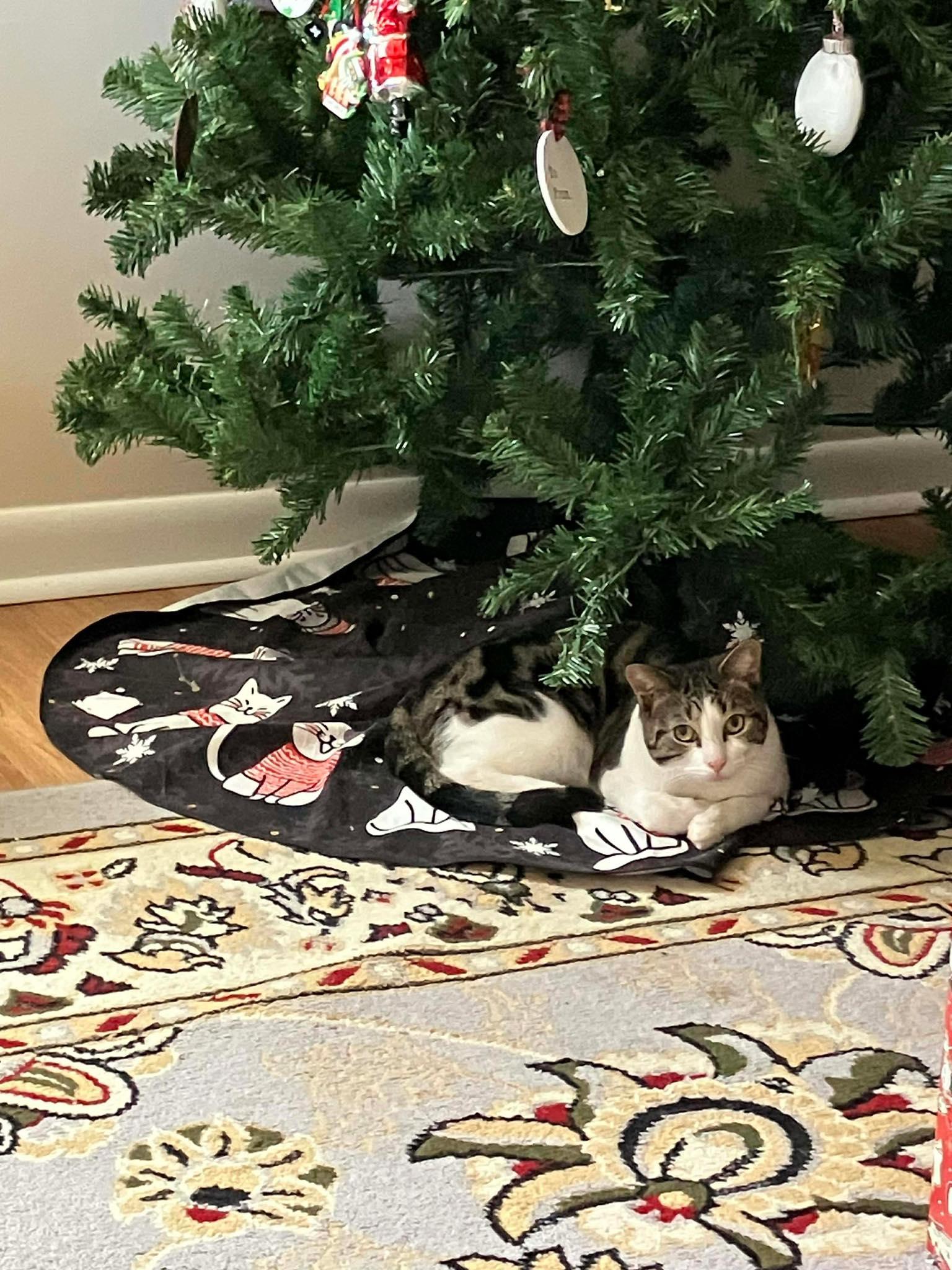 Enlarge Sheila, a Adoptable Domestic Short Hair in Reading, PA image 1/1