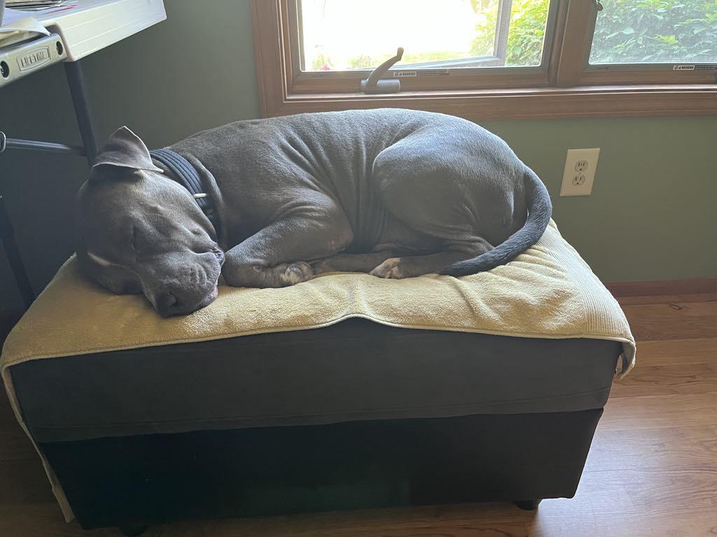Finn, an adoptable Pit Bull Terrier in Wetmore, MI, 49895 | Photo Image 3