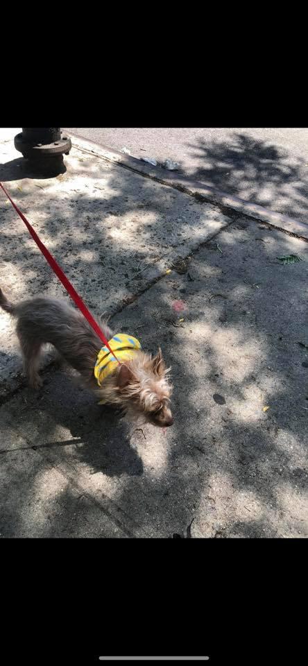 Bubby, Adopted, Young Male Yorkshire Terrier & Chihuahua.