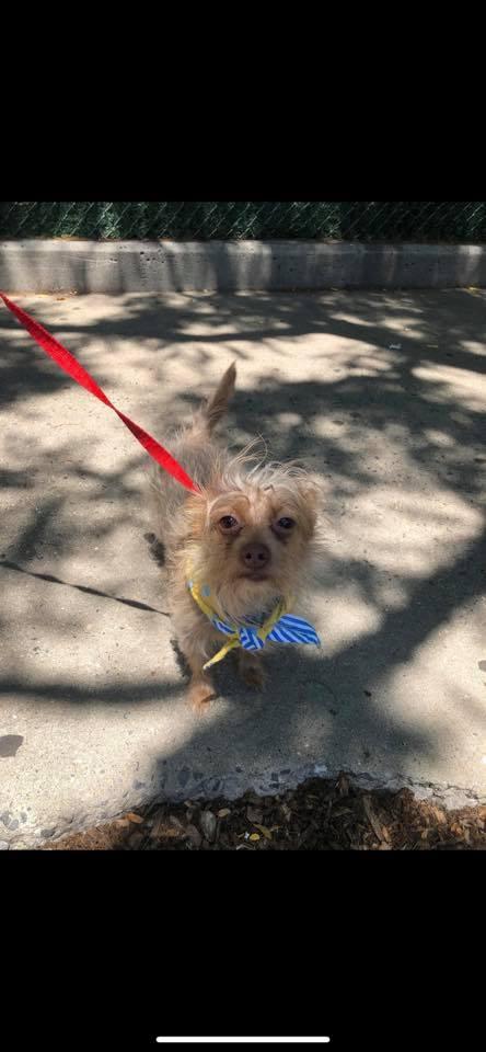 Bubby, a Adopted mixed breed in Union Beach, NJ image 3/3