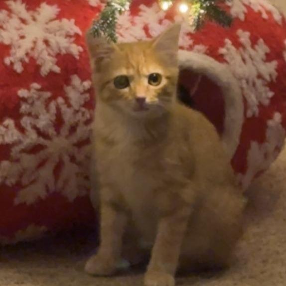 Larry, Adoptable, Kitten Male Domestic Short Hair.