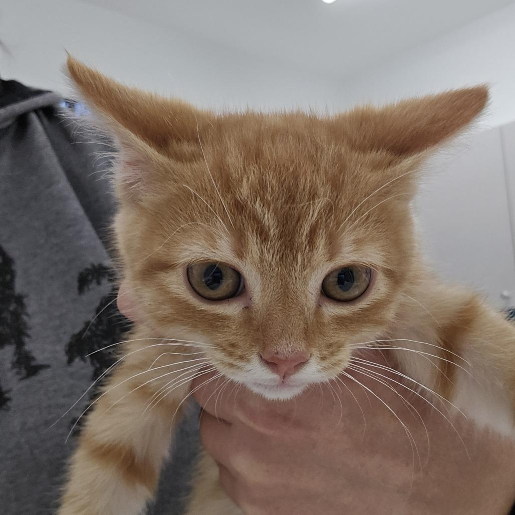 Enlarge Larry, a Adoptable Domestic Short Hair in Winston Salem, NC image 2/2