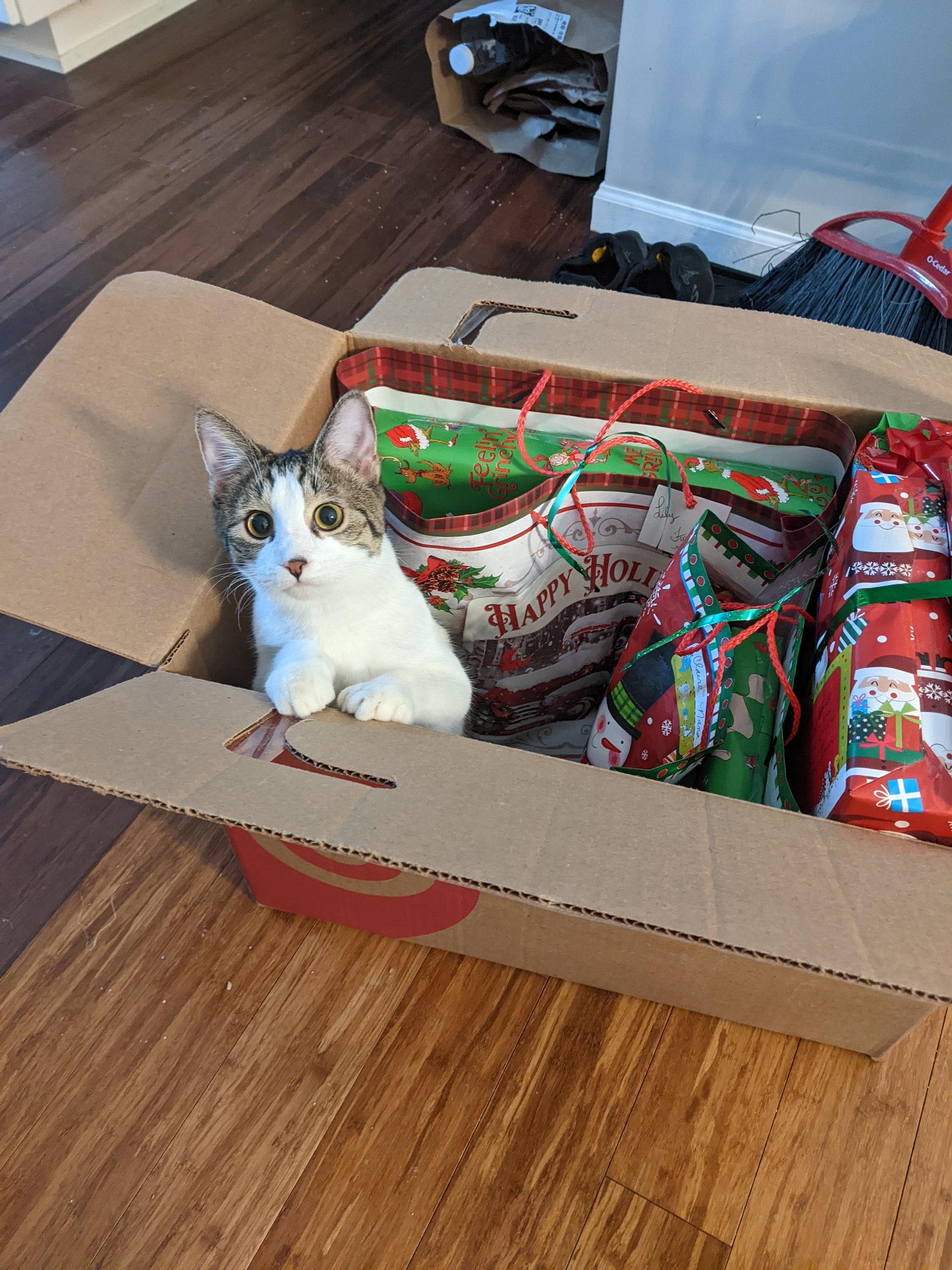 Enlarge Monica C4675 (Bonded to Joey C4674), a Adopted Domestic Short Hair in minneapolis, MN image 1/3