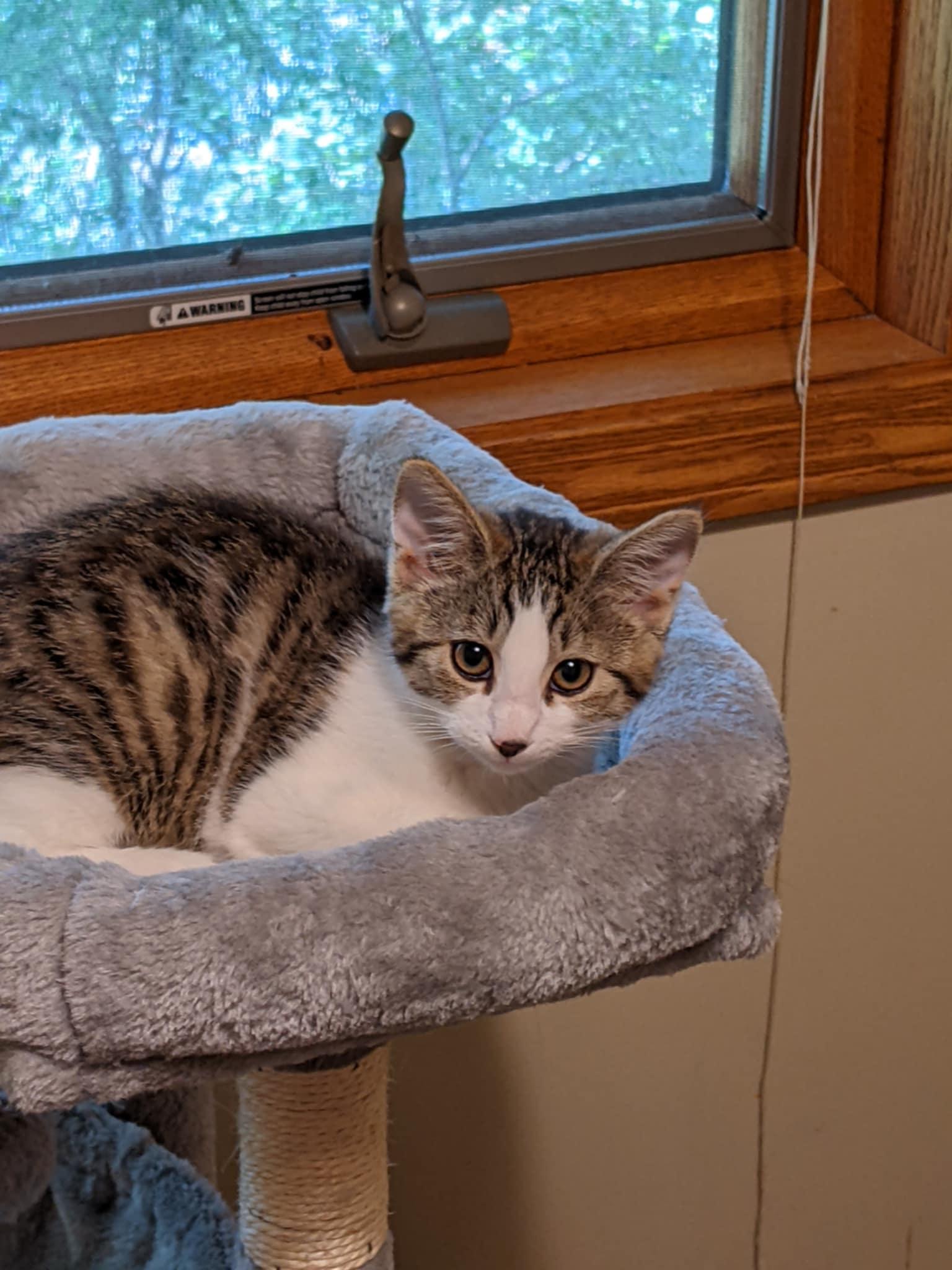 Enlarge Monica C4675 (Bonded to Joey C4674), a Adopted Domestic Short Hair in minneapolis, MN image 2/3