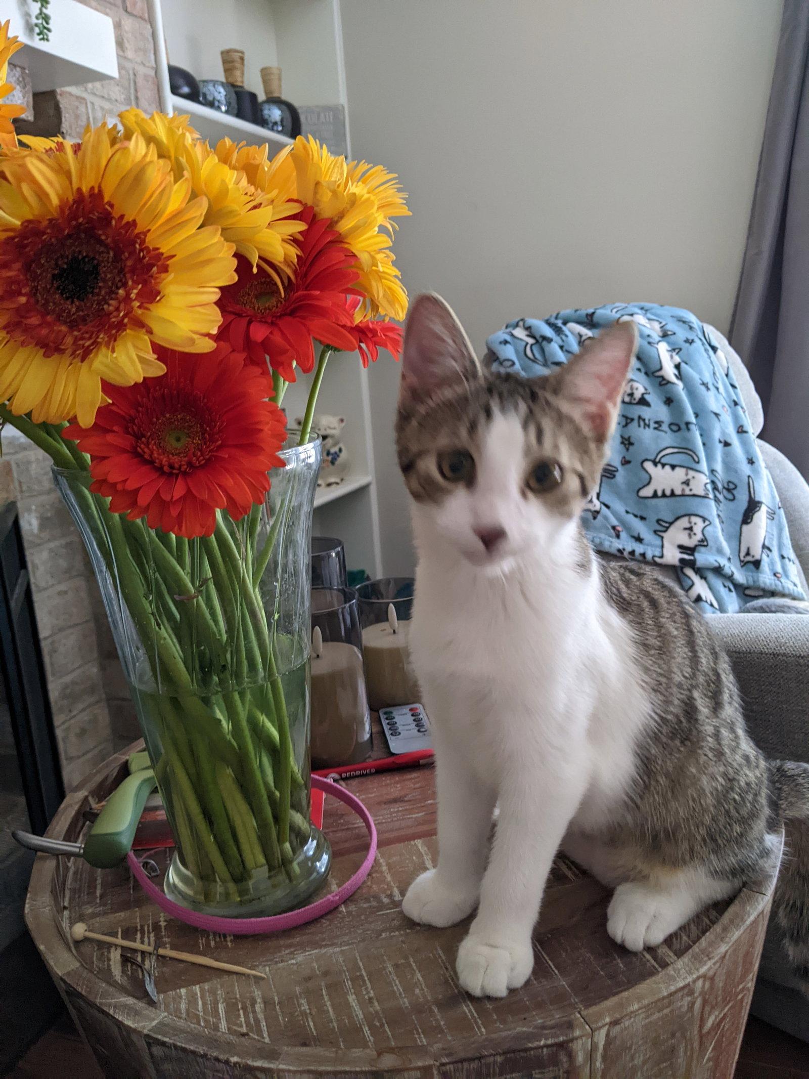 Enlarge Monica C4675 (Bonded to Joey C4674), a Adopted Domestic Short Hair in minneapolis, MN image 3/3