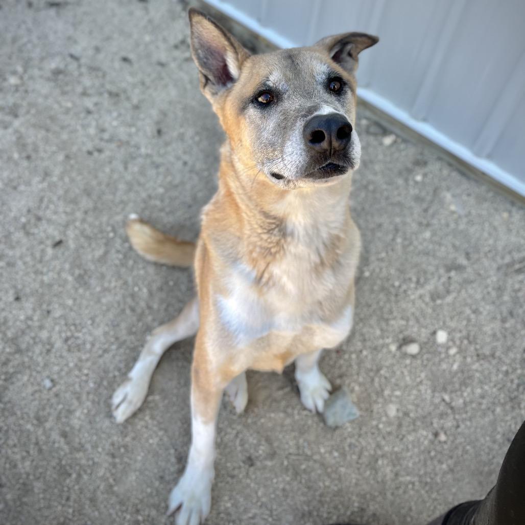 Enlarge Kennon, a Adoptable mixed breed in Philadelphia, PA image 2/6