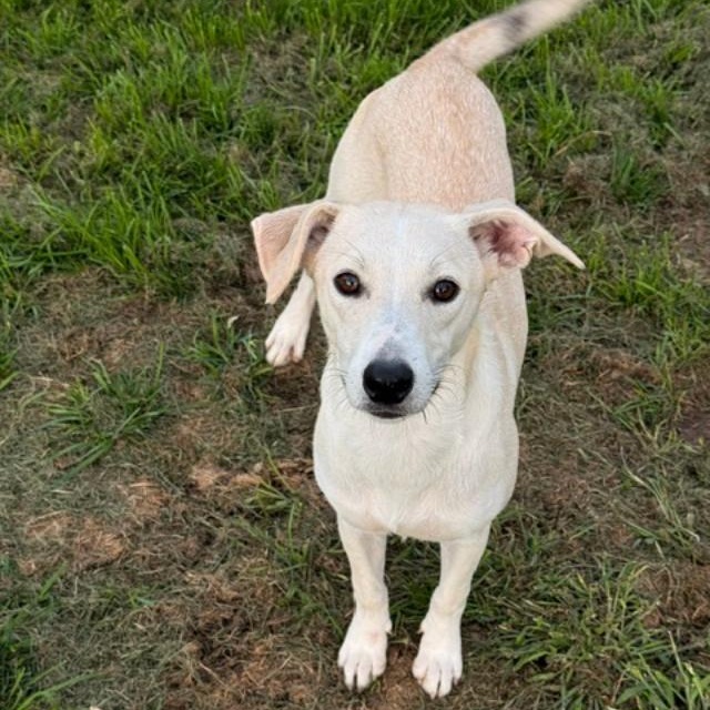 Enlarge Amanda, a Adopted mixed breed in Albion, NY image 1/6