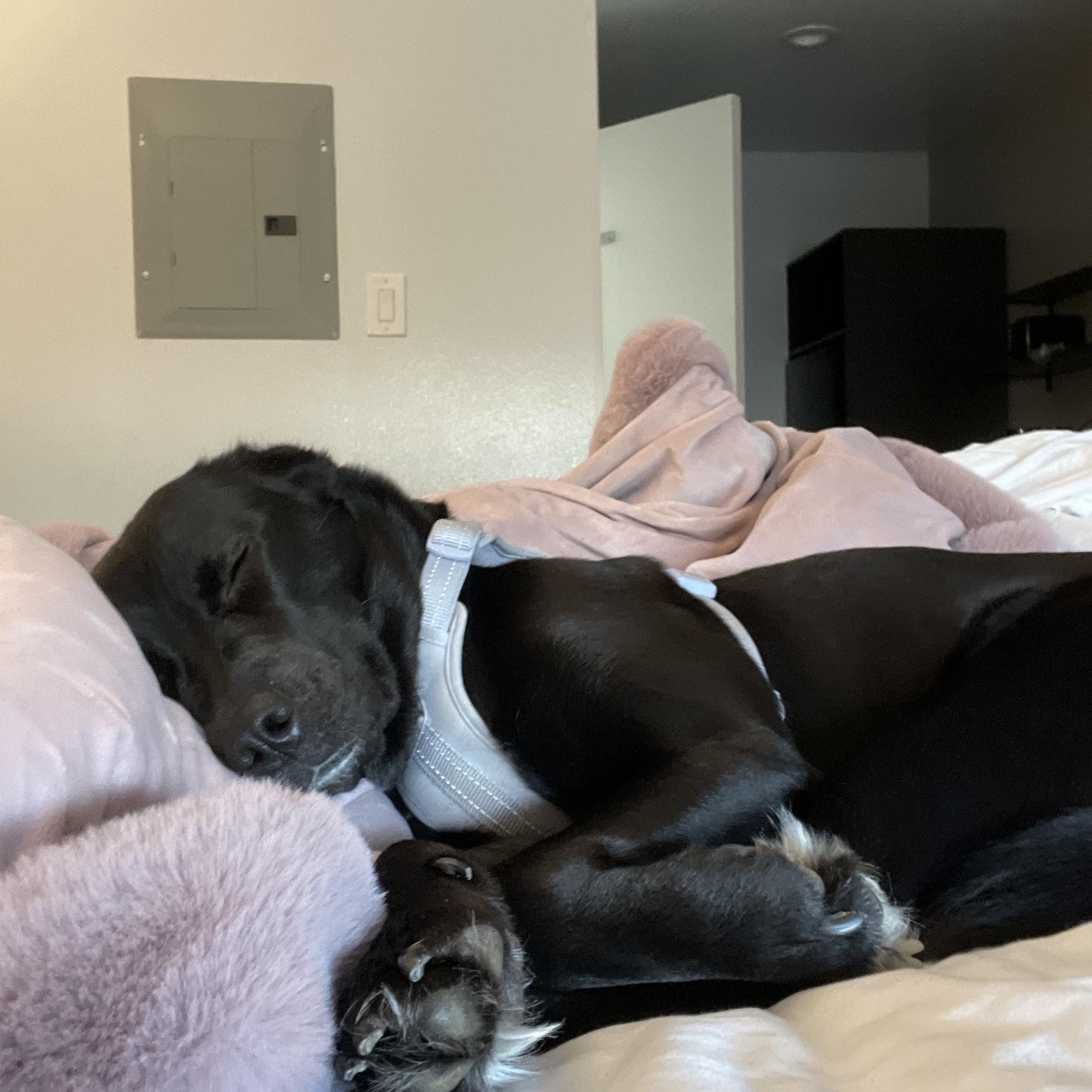 Enlarge Marceline aka Marcy , a Adoptable mixed breed in Bloomington, IL image 3/6