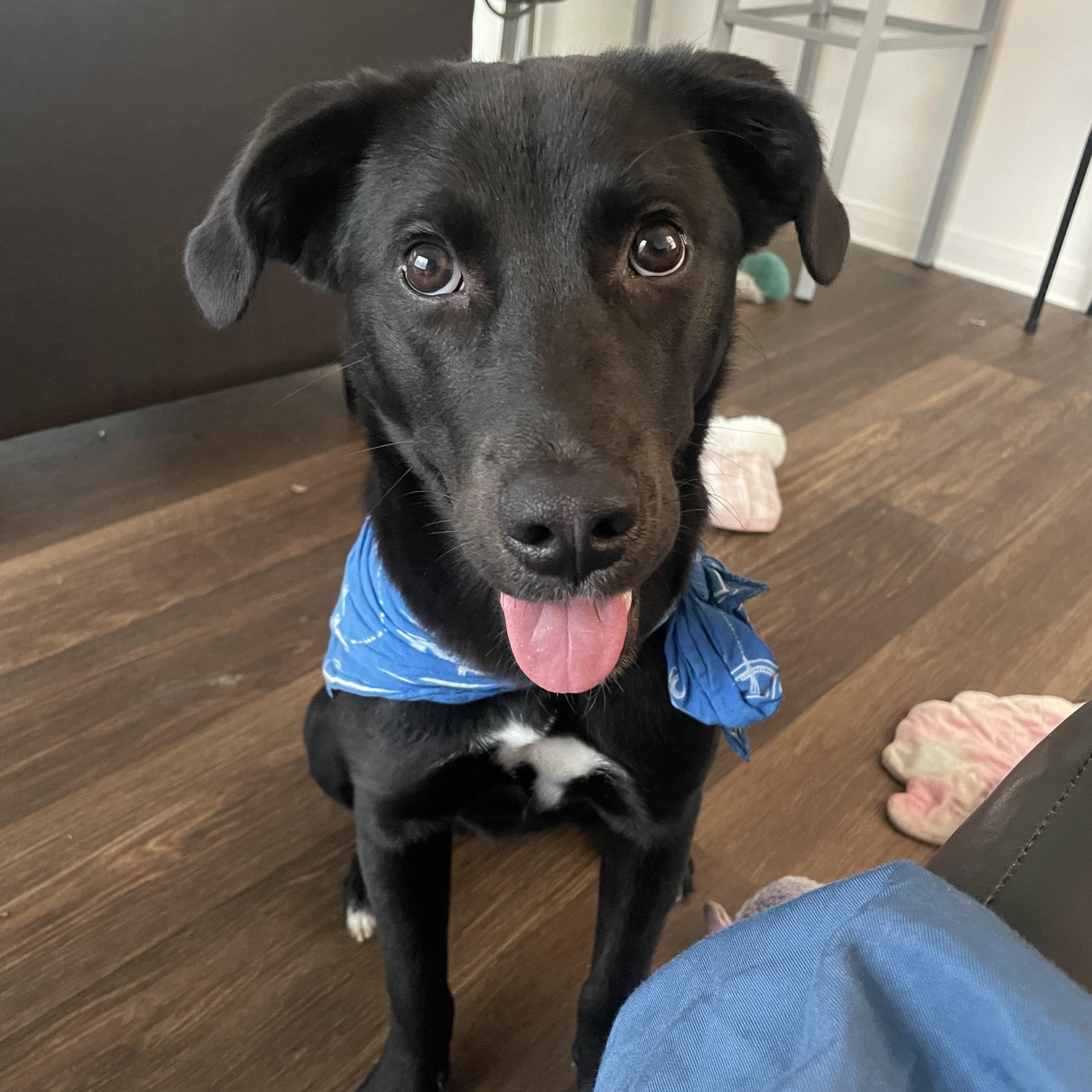 Enlarge Marceline aka Marcy , a Adoptable mixed breed in Bloomington, IL image 4/6