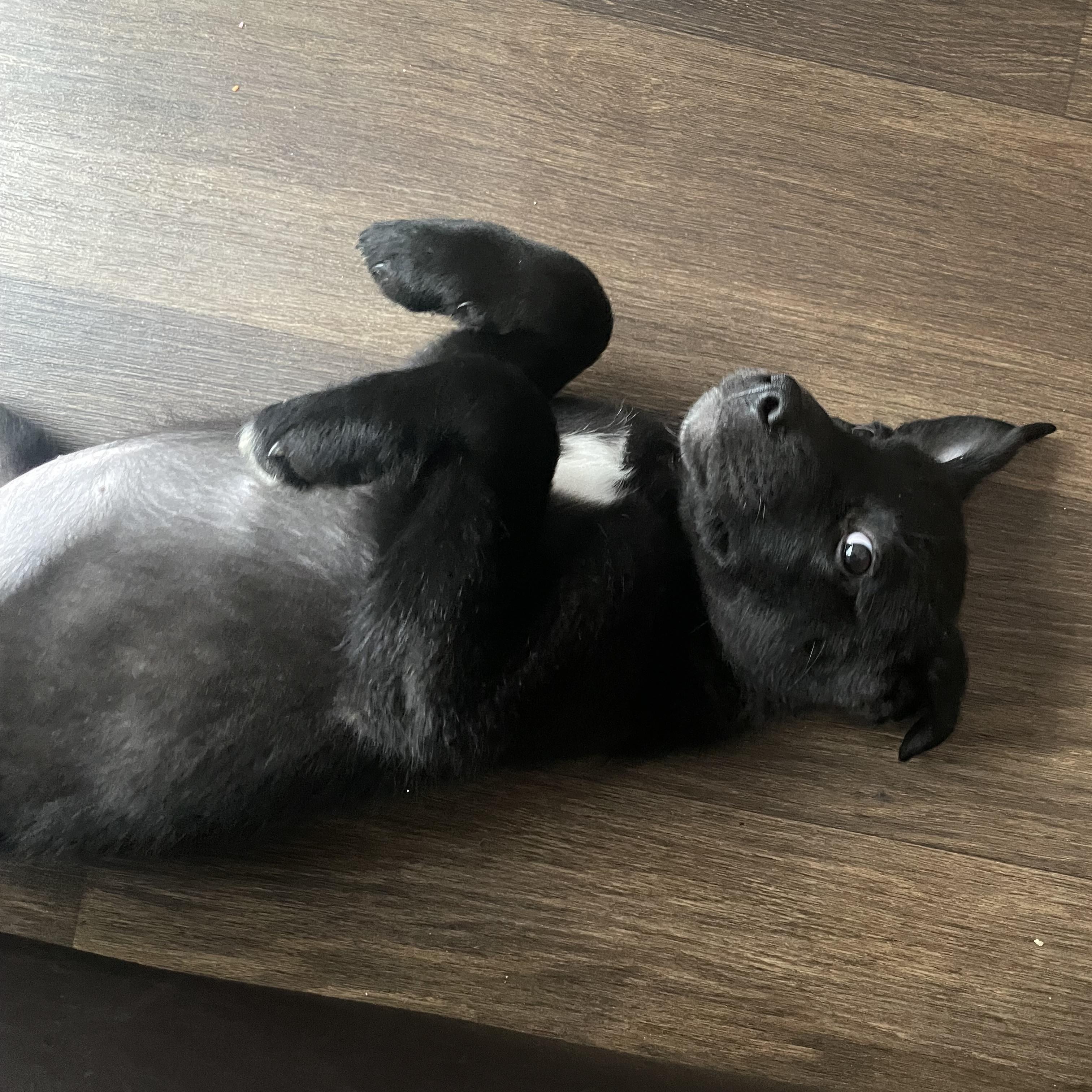 Enlarge Marceline aka Marcy , a Adoptable mixed breed in Bloomington, IL image 2/6