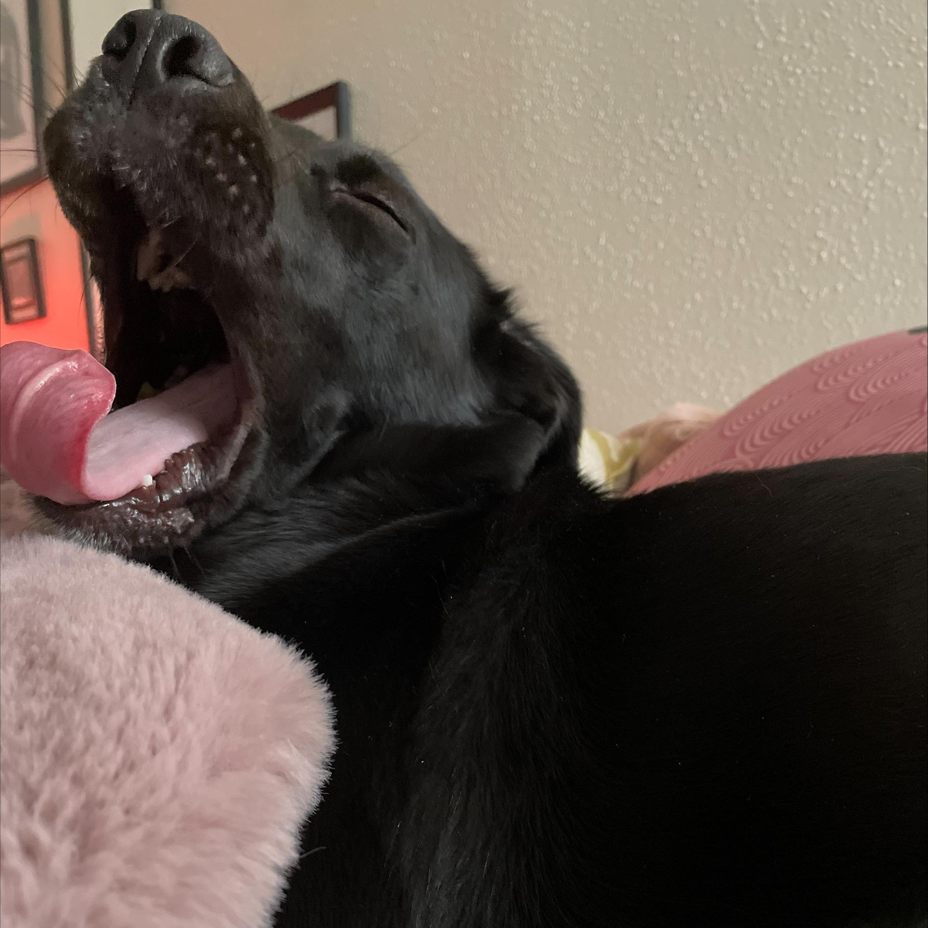 Enlarge Marceline aka Marcy , a Adoptable mixed breed in Bloomington, IL image 5/6