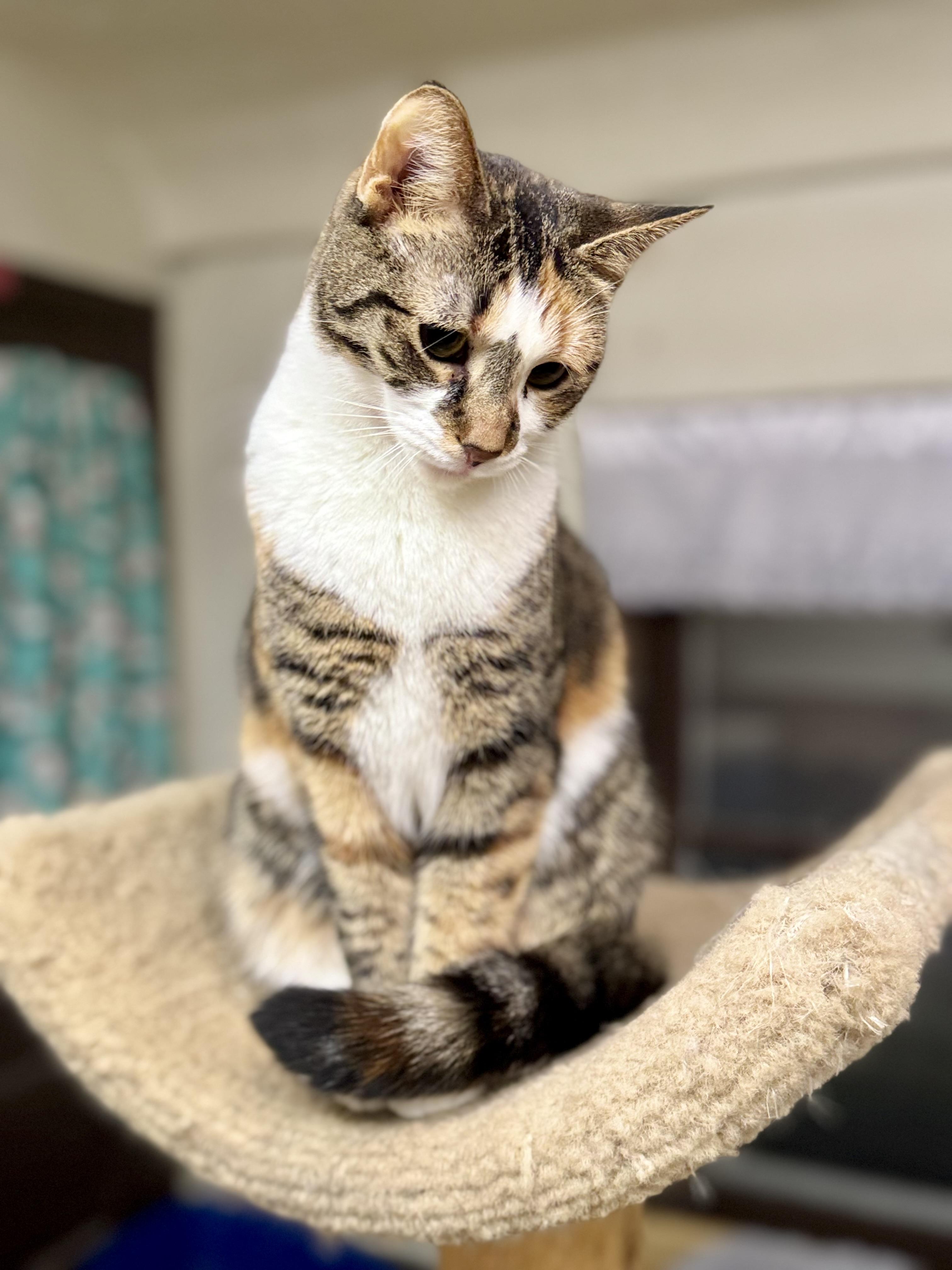 Vanna, Adoptable, Adult Female Domestic Short Hair.