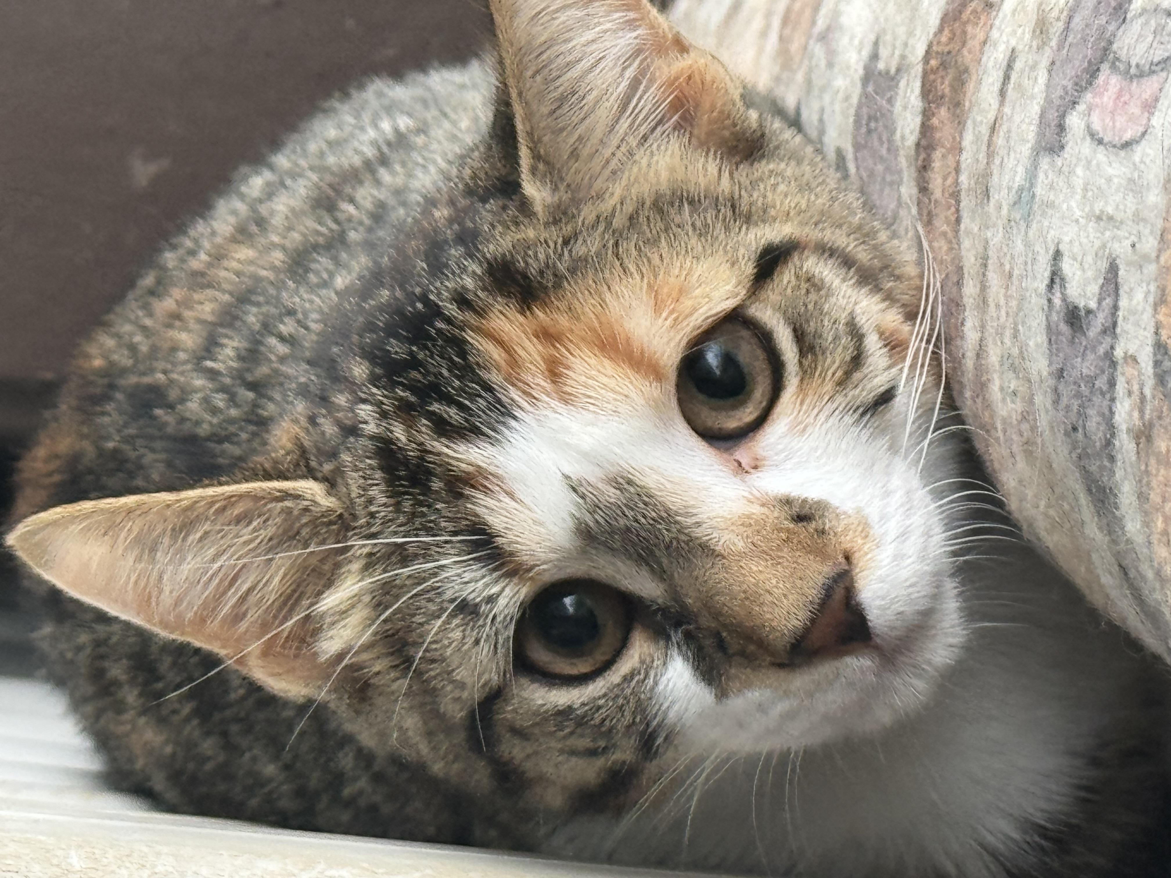 Vanna, a Adoptable Domestic Short Hair in North Tonawanda, NY image 5/6