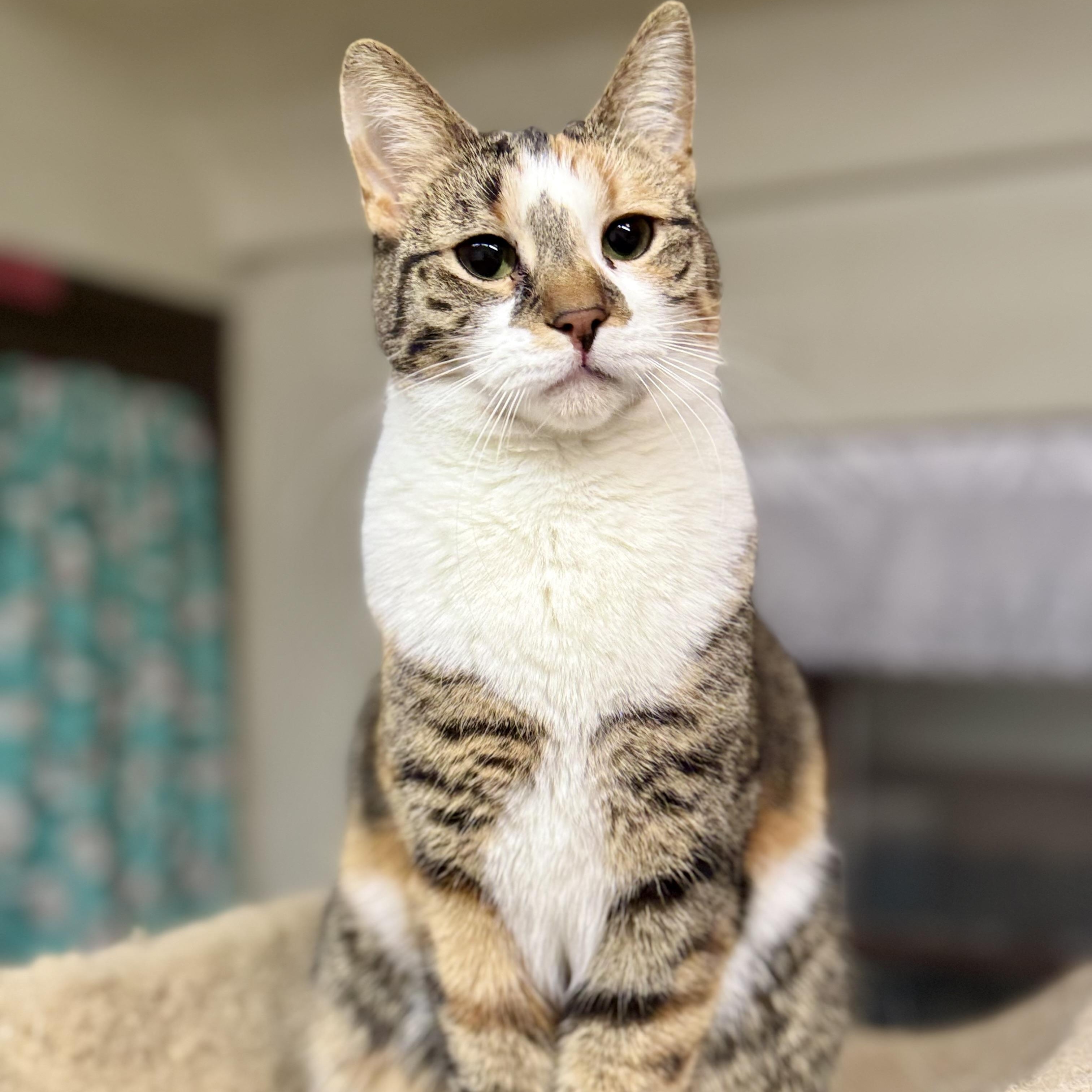 Enlarge Vanna, a Adoptable Domestic Short Hair in North Tonawanda, NY image 4/6