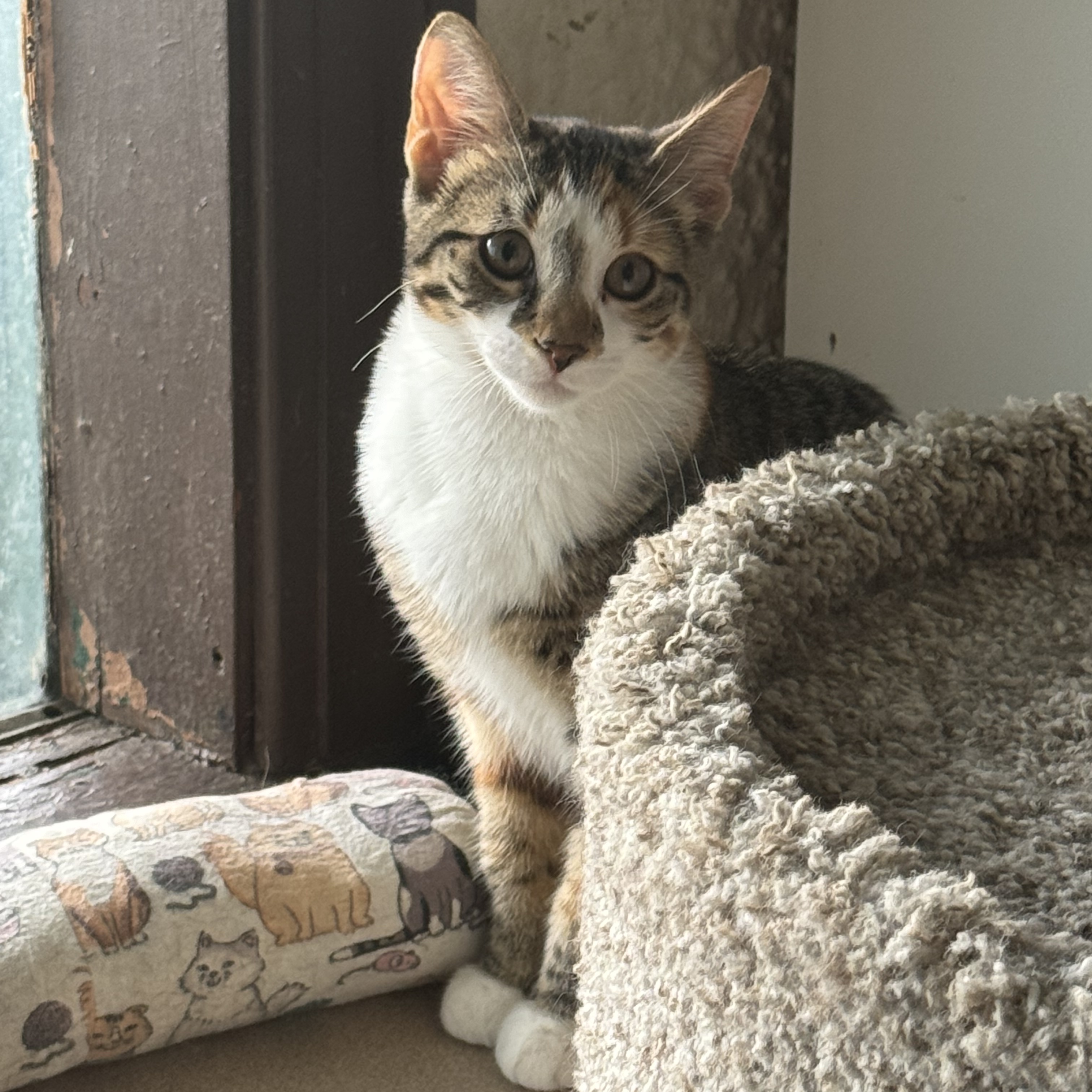 Vanna, a Adoptable Domestic Short Hair in North Tonawanda, NY image 6/6