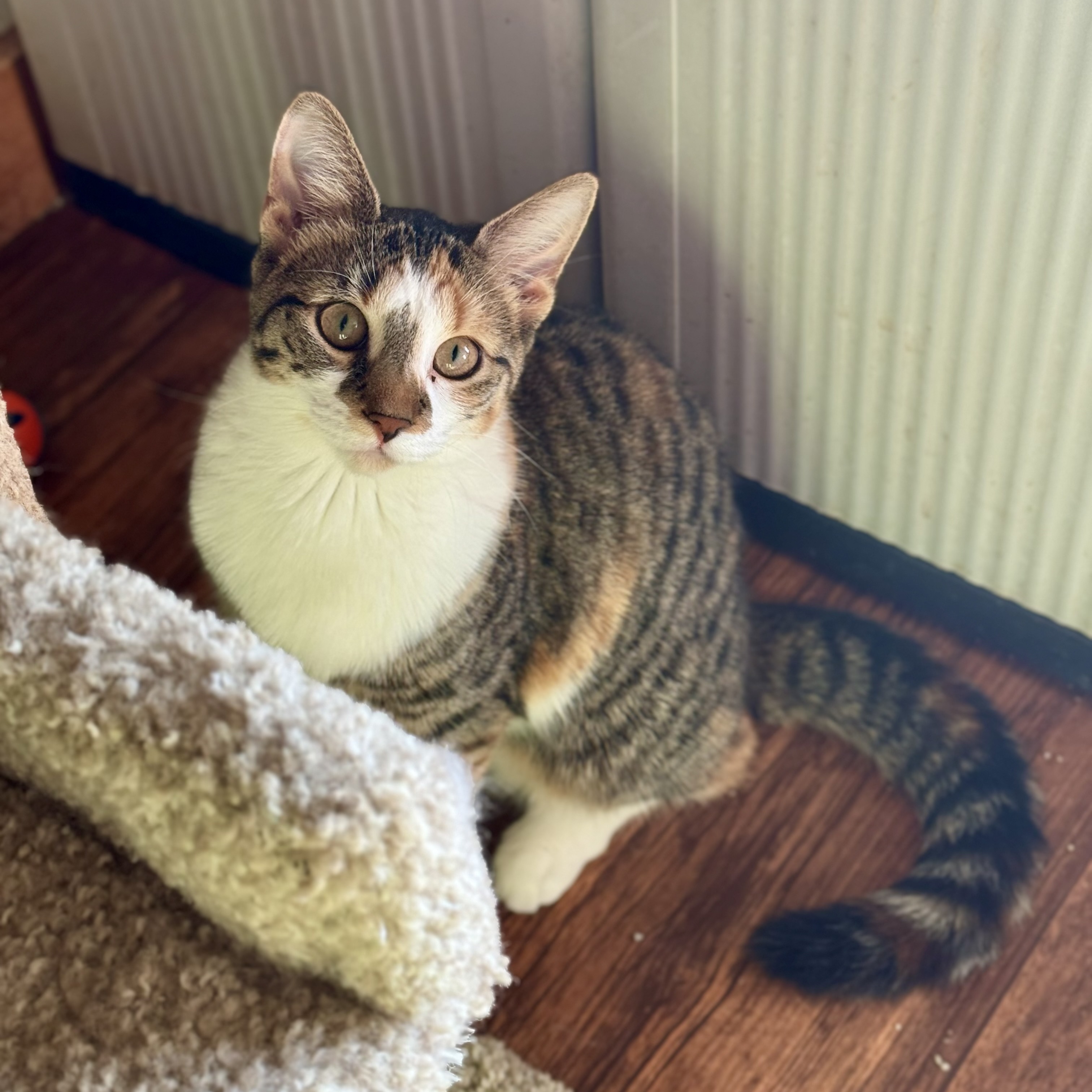 Vanna, a Adoptable Domestic Short Hair in North Tonawanda, NY image 4/6