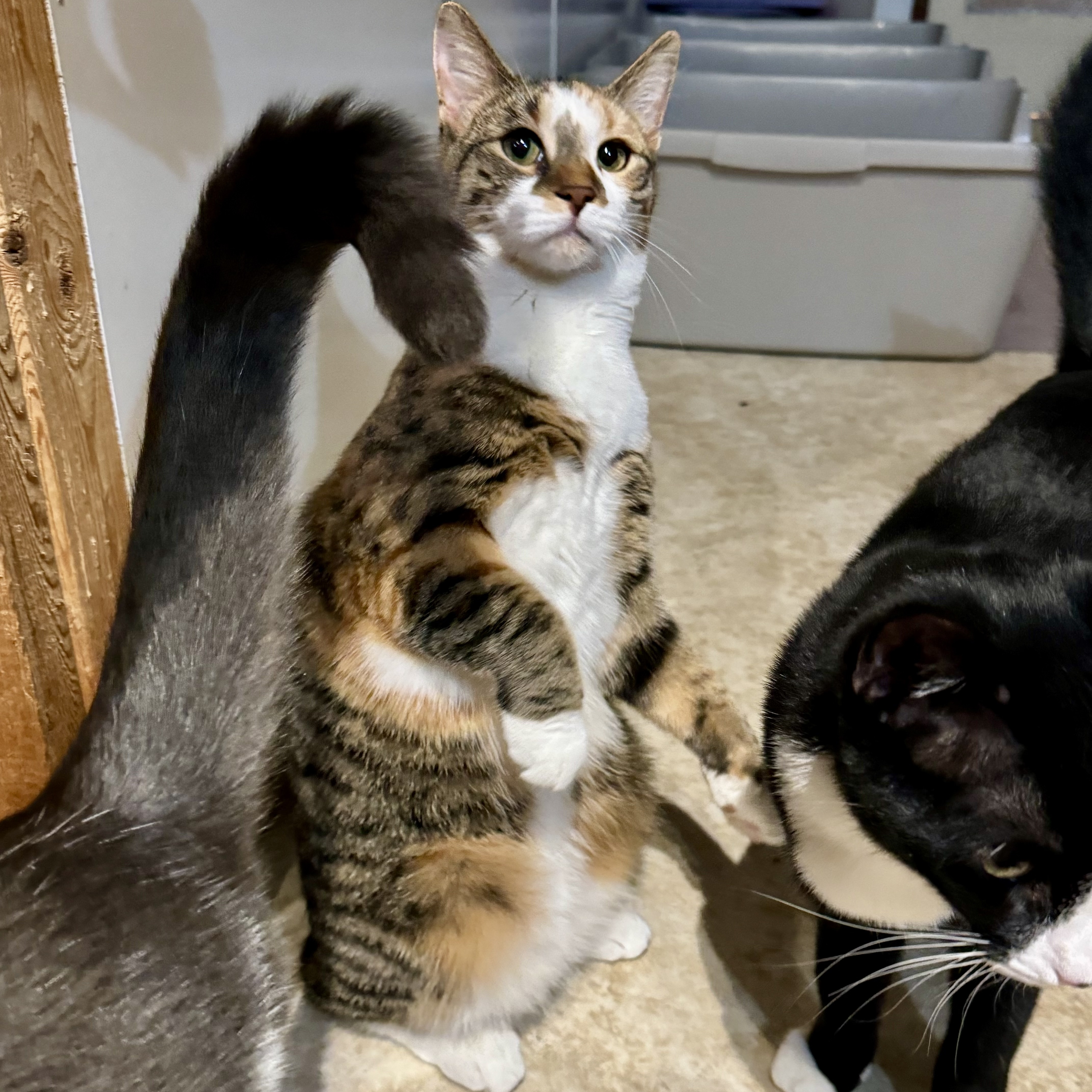 Vanna, a Adoptable Domestic Short Hair in North Tonawanda, NY image 3/6