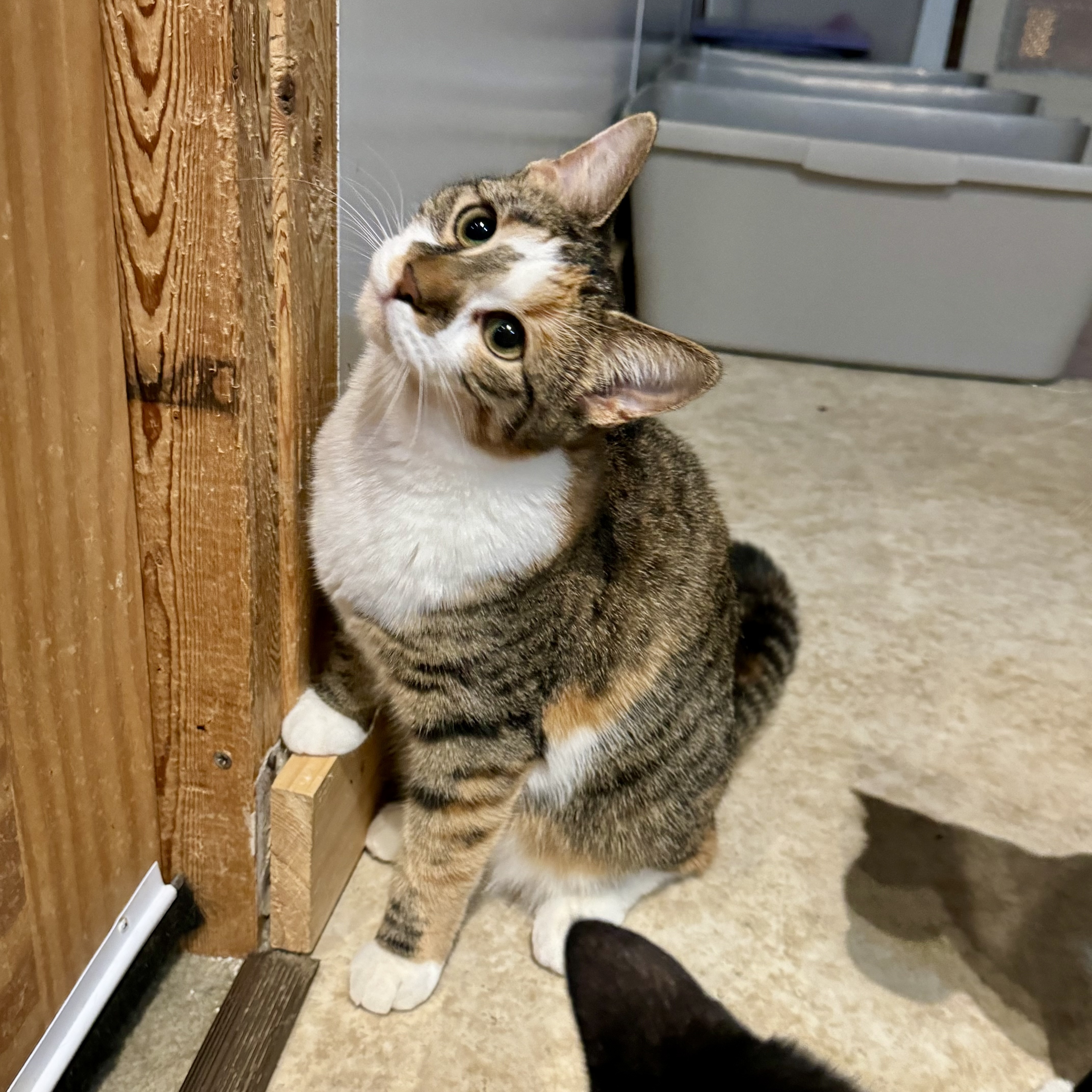 Vanna, a Adoptable Domestic Short Hair in North Tonawanda, NY image 2/6