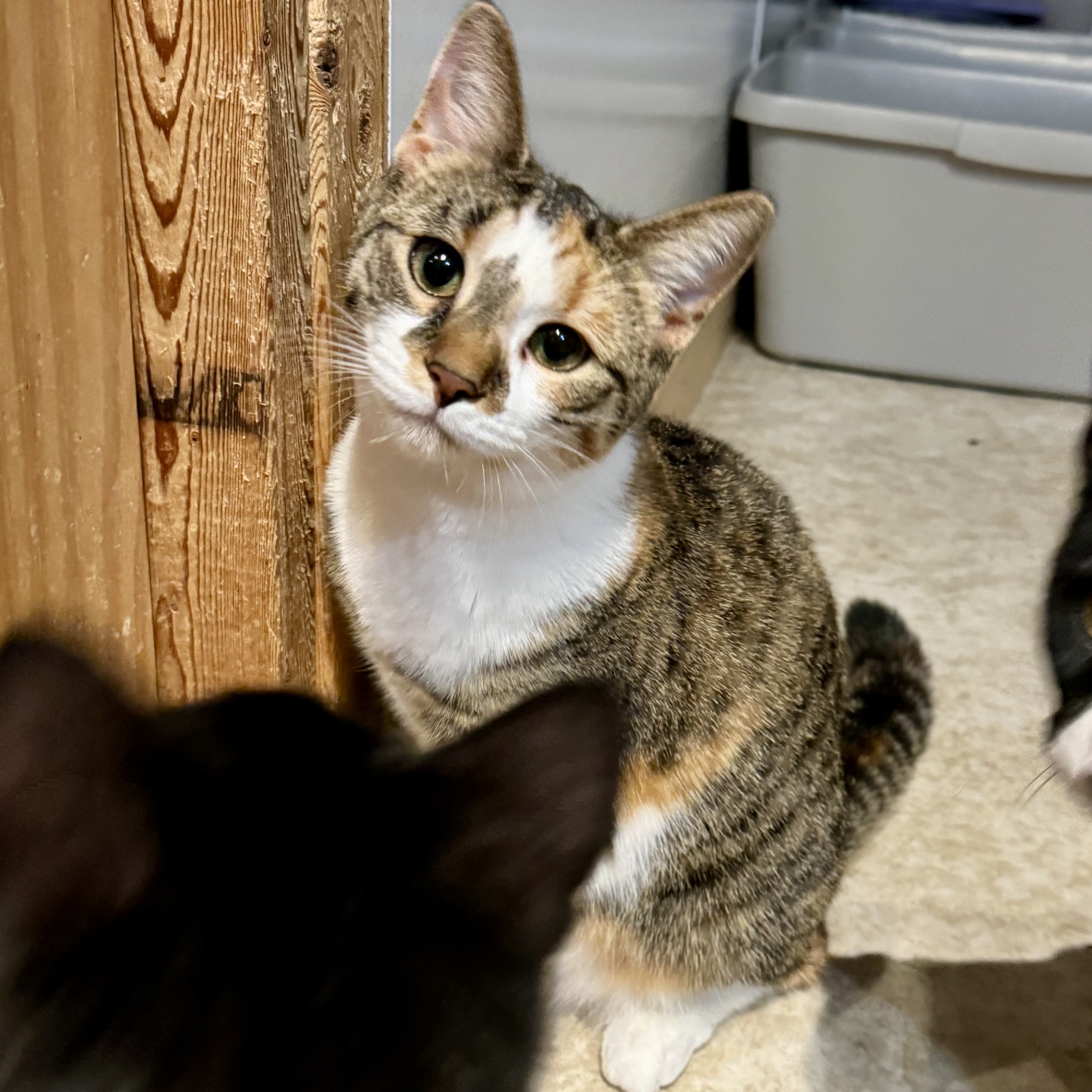 Vanna, a Adoptable Domestic Short Hair in North Tonawanda, NY image 1/6