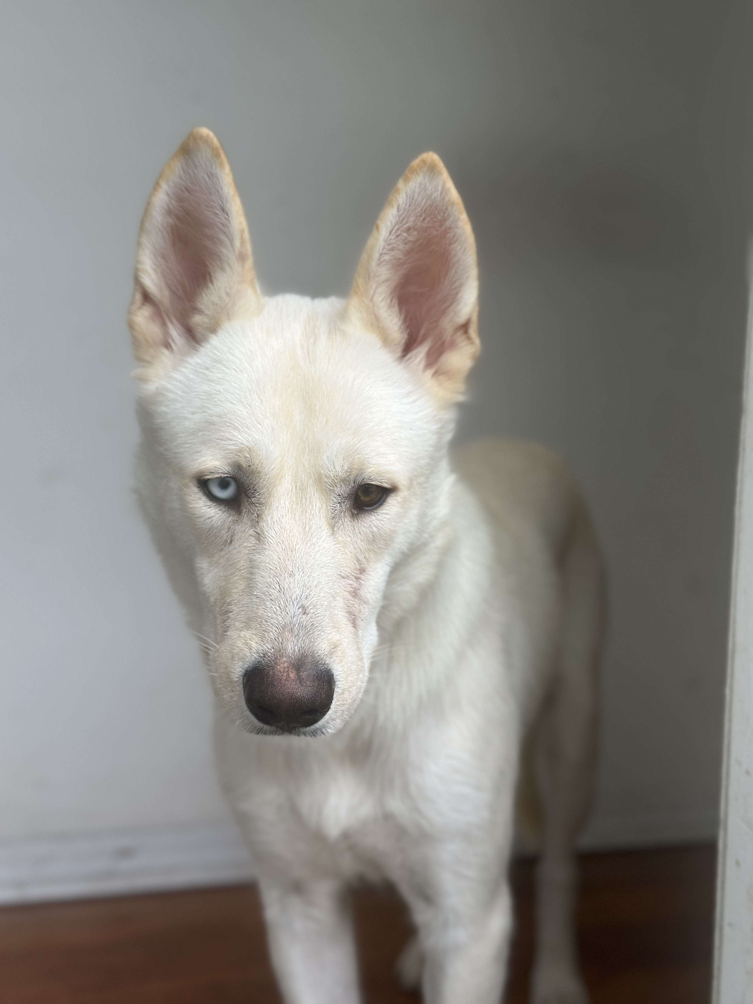 Mia, Adopted, Young Female Husky & German Shepherd Dog.