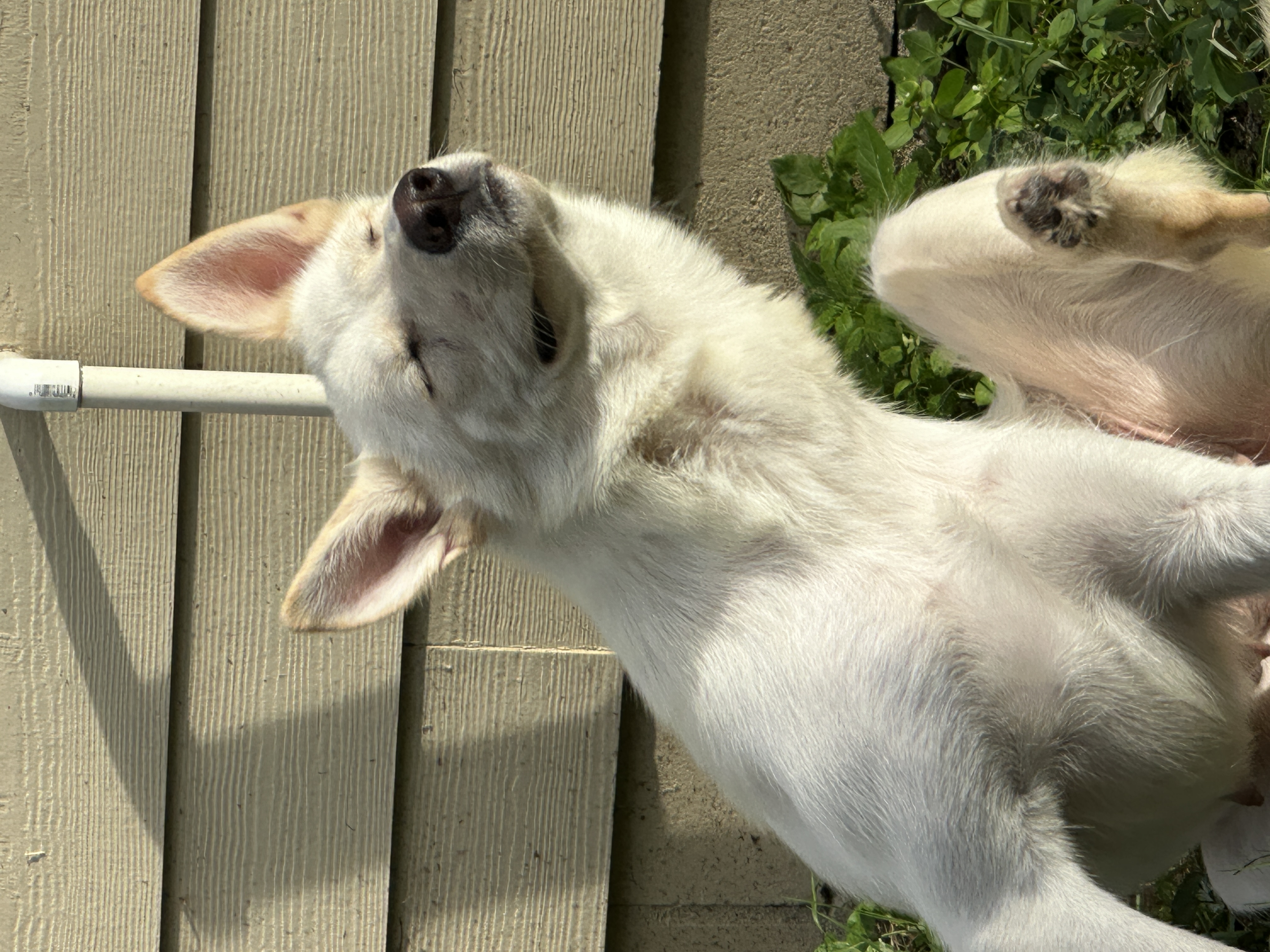 Enlarge Mia, a Adopted mixed breed in Gainesville, FL image 2/3