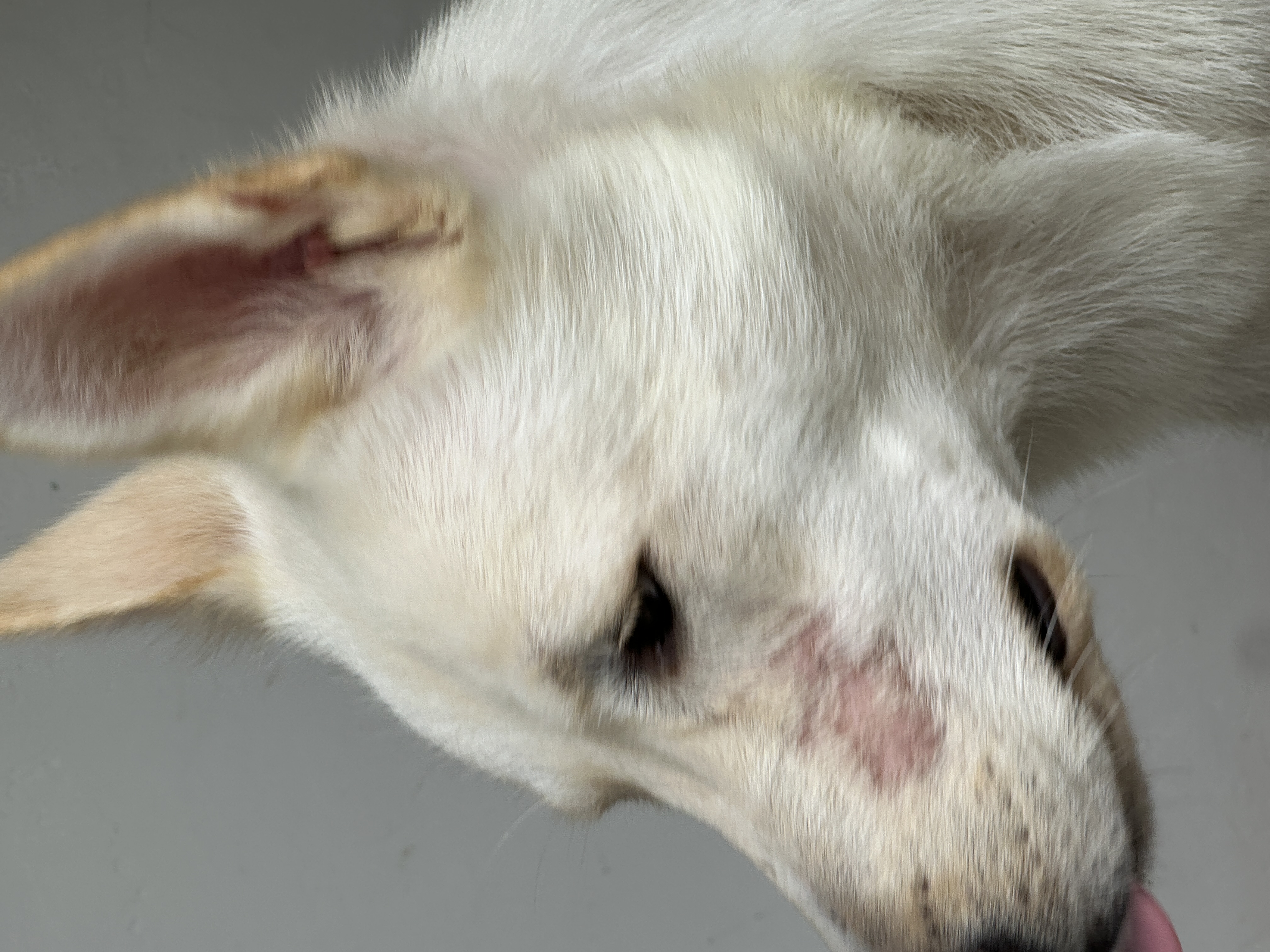 Enlarge Mia, a Adopted mixed breed in Gainesville, FL image 3/3