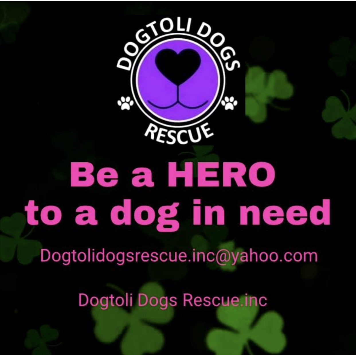 Loki & lollipop, Adoptable, Young Male Terrier.