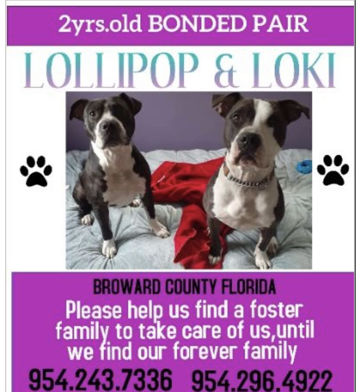 Enlarge Loki & lollipop, a Adoptable Terrier in Coral Springs, FL image 2/2