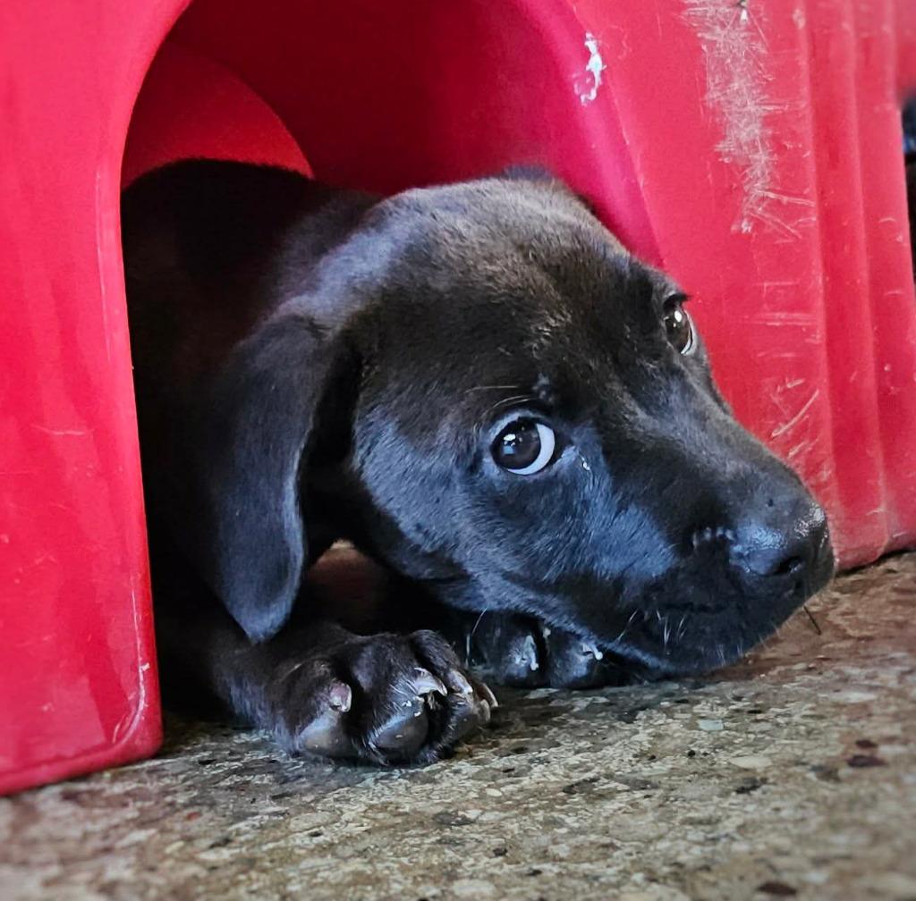 Enlarge Miss Muffins, a Adoptable Mastiff in Warren, MI image 1/3