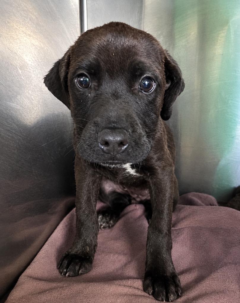 Enlarge Miss Muffins, a Adoptable Mastiff in Warren, MI image 2/3